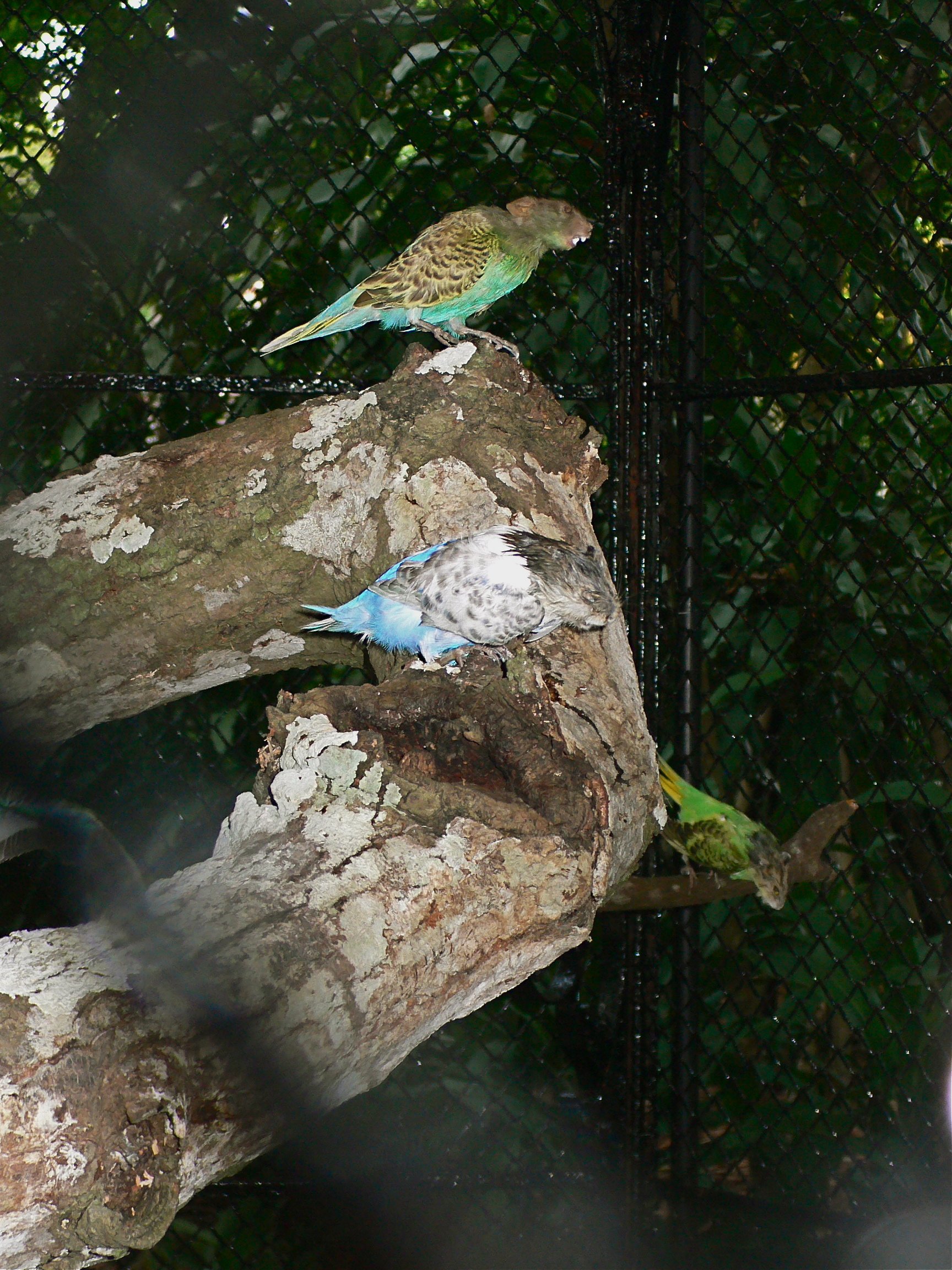 Projeto Artepará, 2008