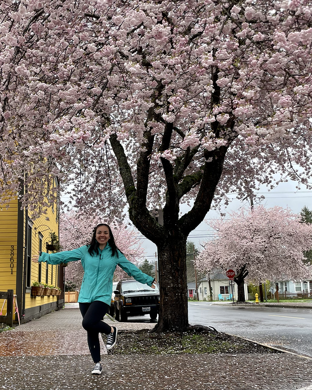  Loving all the cherry blossoms in the town of Snoqualmie.  