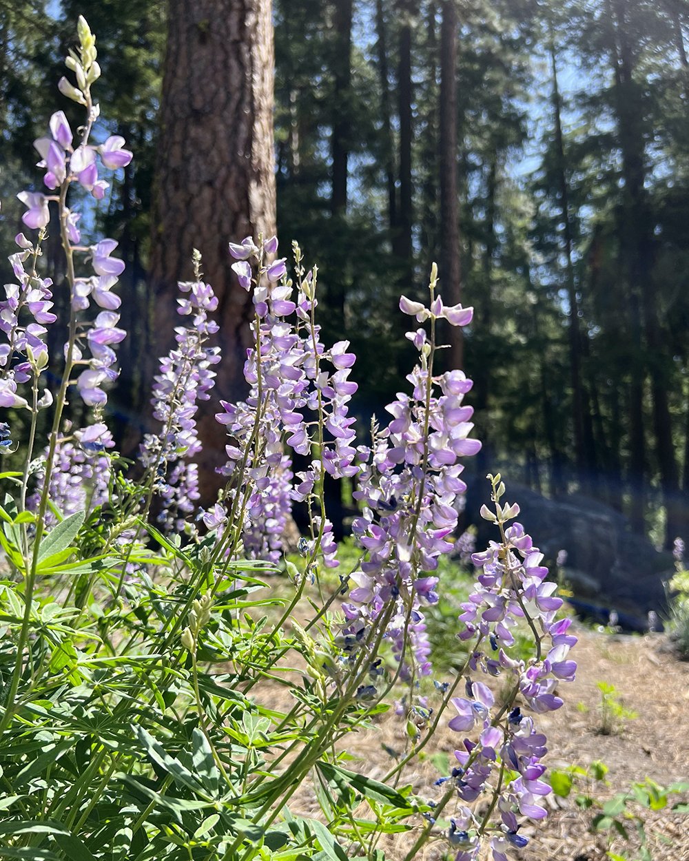  Spot these pretty purple lupines all over the outskirts of Leavenworth.  