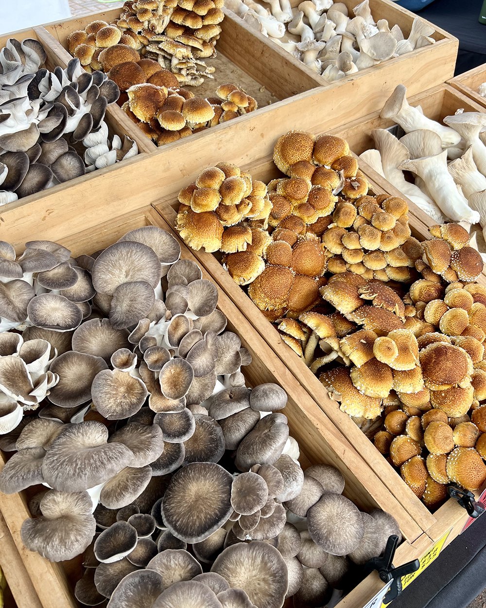  So many kinds of mushrooms at the farmer’s market. 