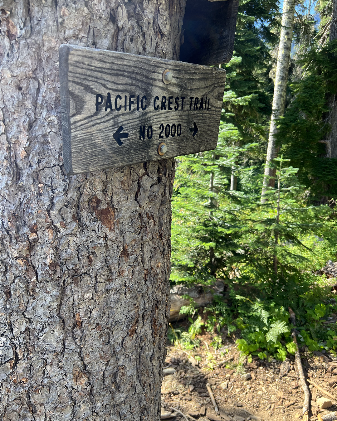  Setting foot on the Pacific Crest Trail for my first time, but definitely not my last.  