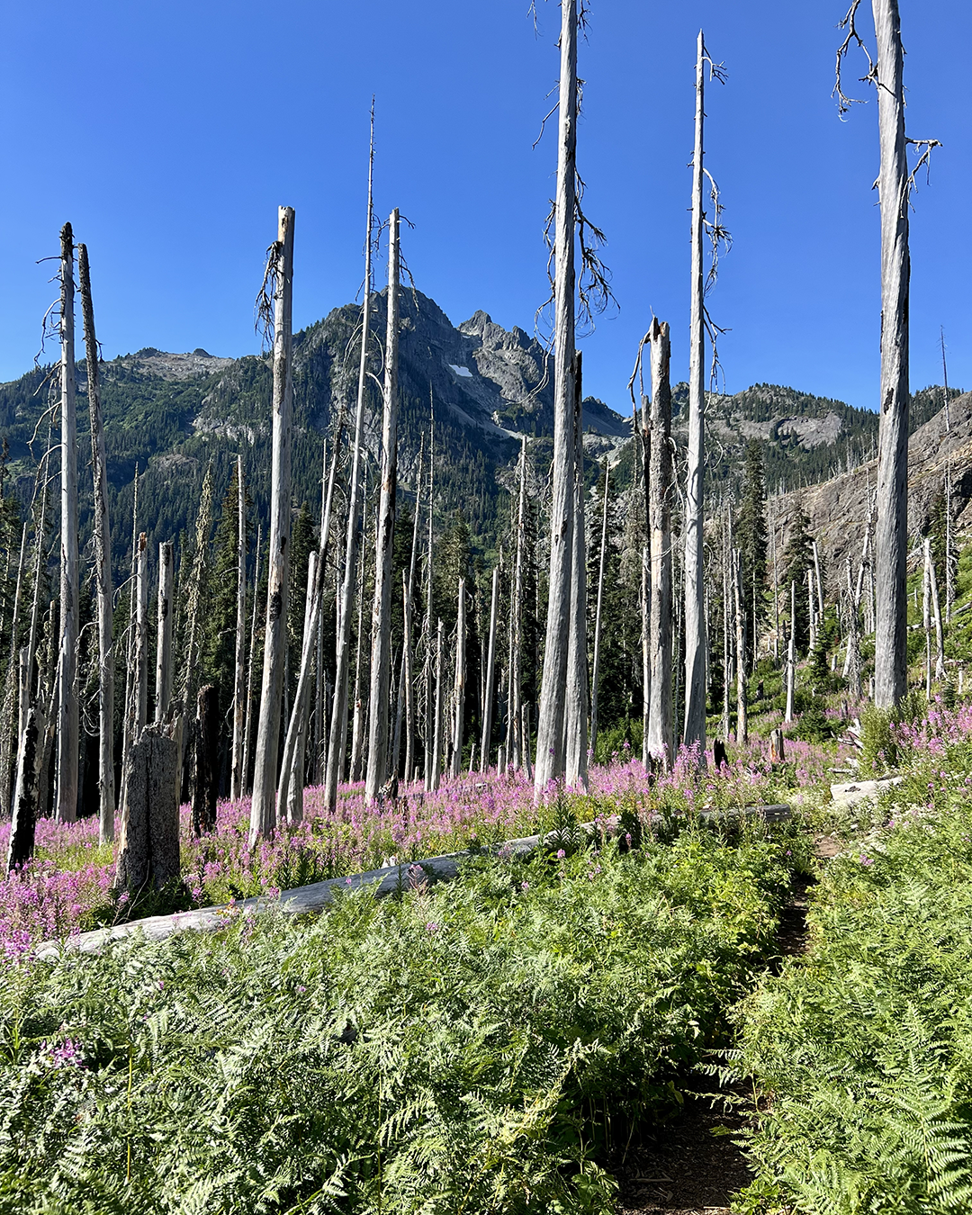  Hiking through one of the old burn sections, which was covered in fireweed wildflowers.  