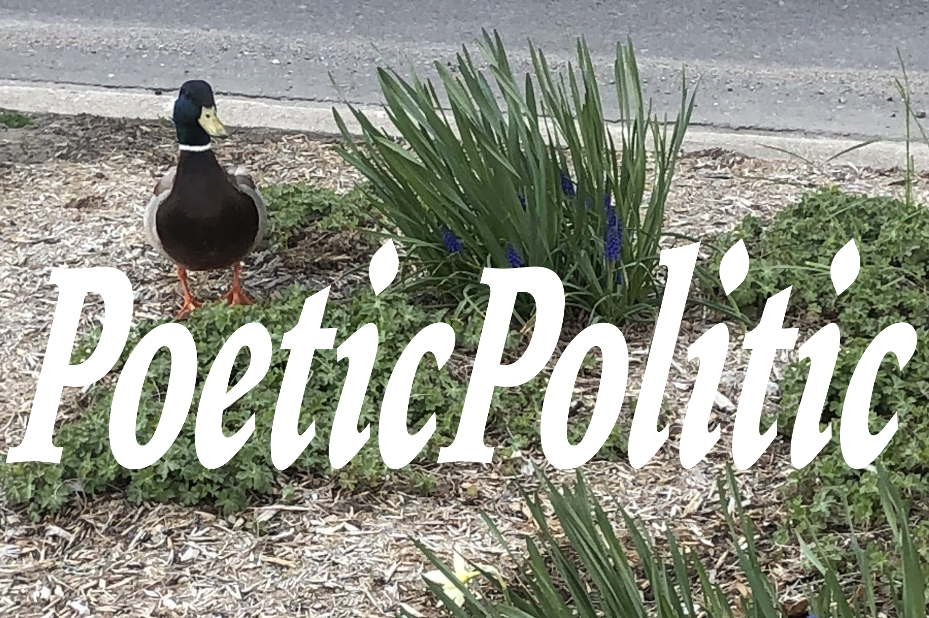 PoeticPolitic (In-Person)