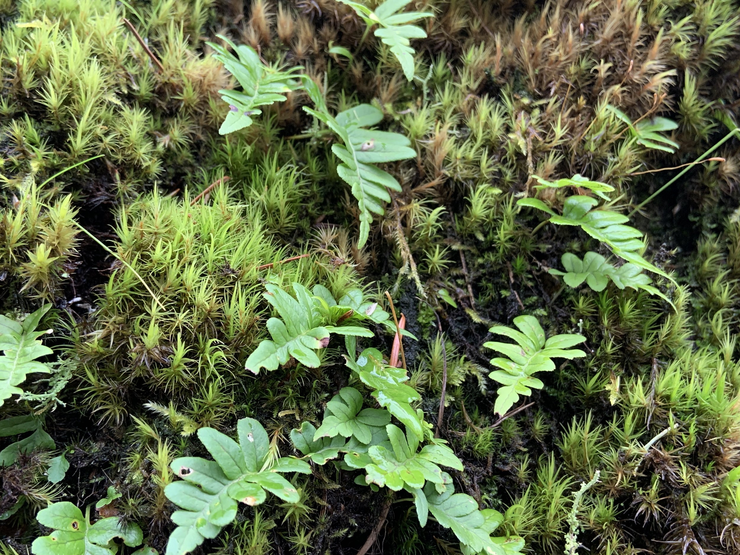 Moss_ferns.jpg