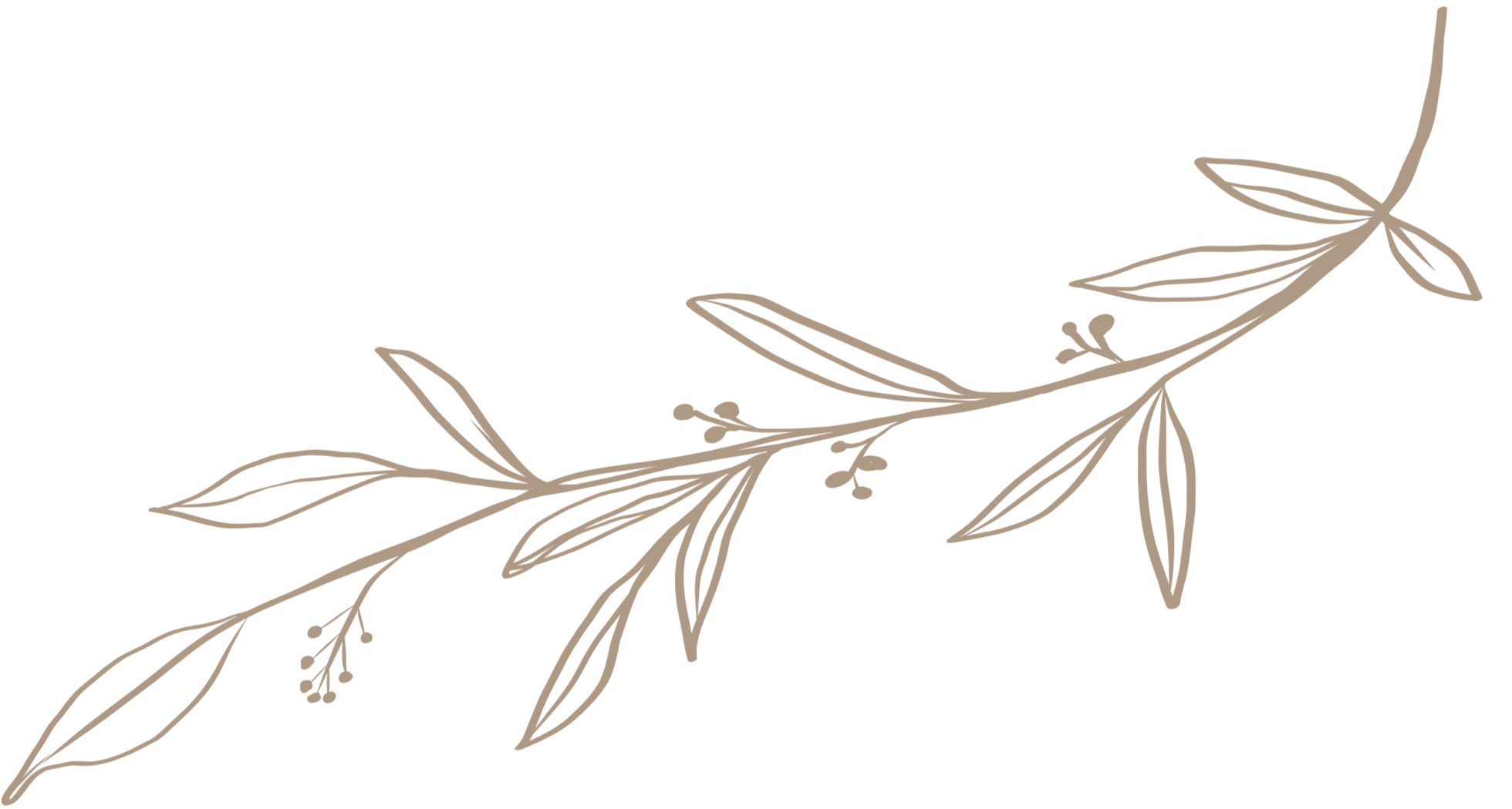Decorative illustration of a branch with leaves and small berries on a calming background.