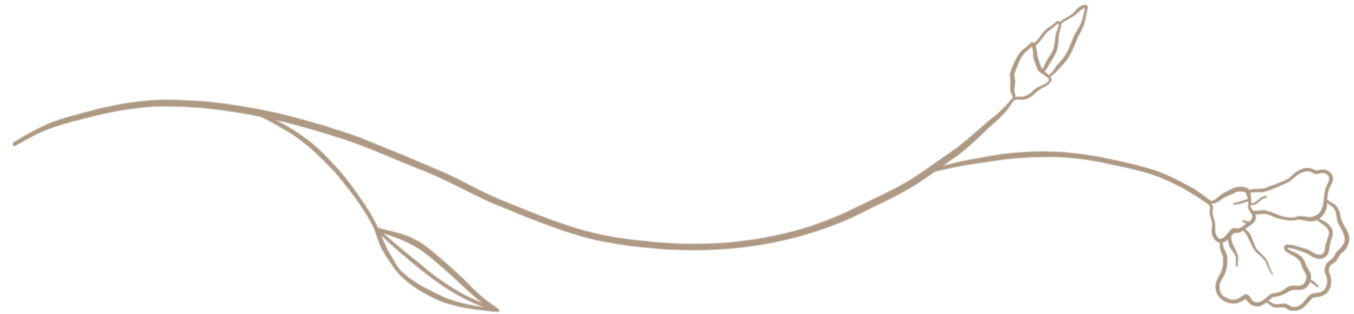 Line drawing of a flower with a long, curved stem, two leaves, and a single bloom.