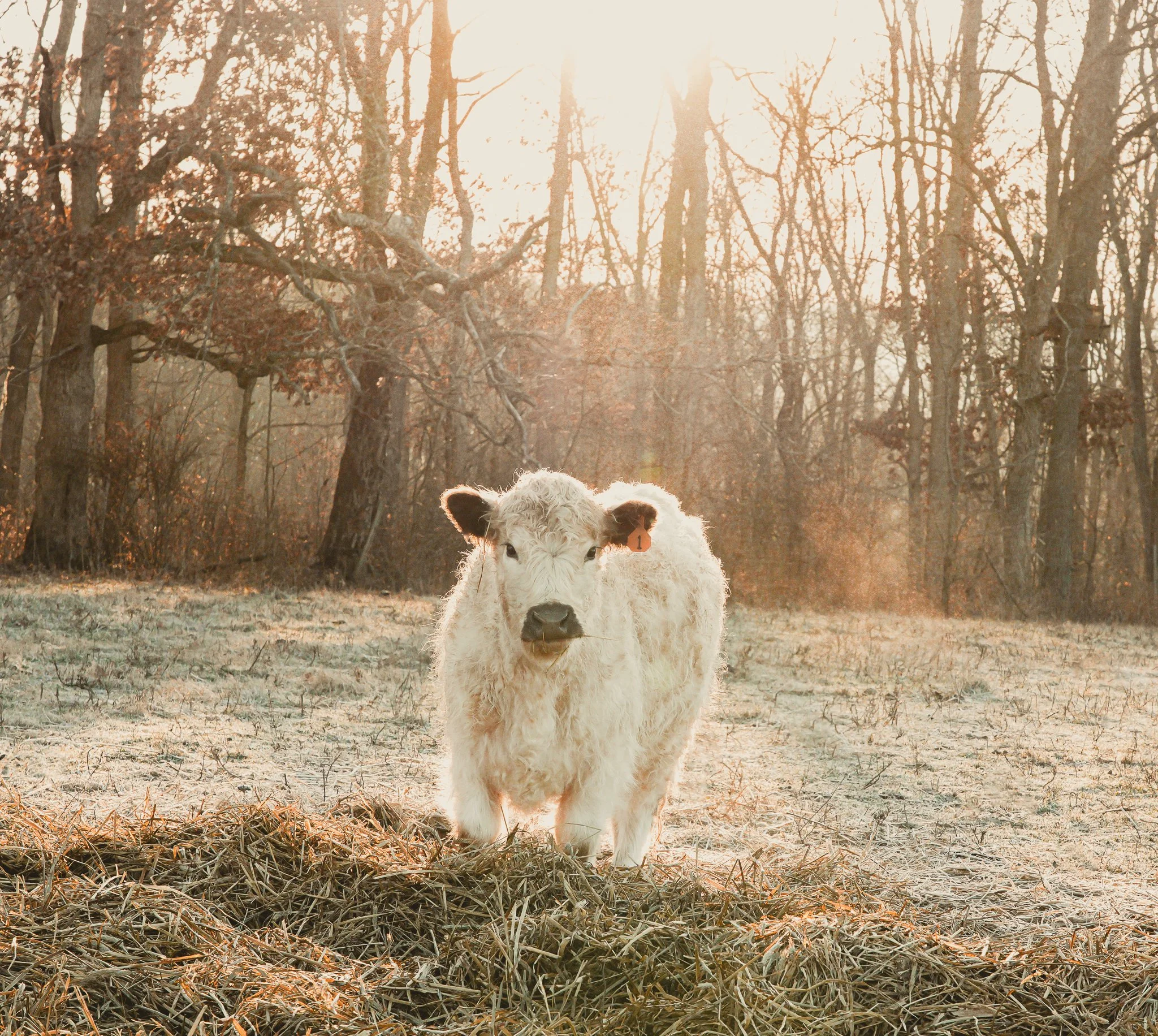 A calf with white, curly fur standing on snow-covered ground in a field with leafless trees in the background.