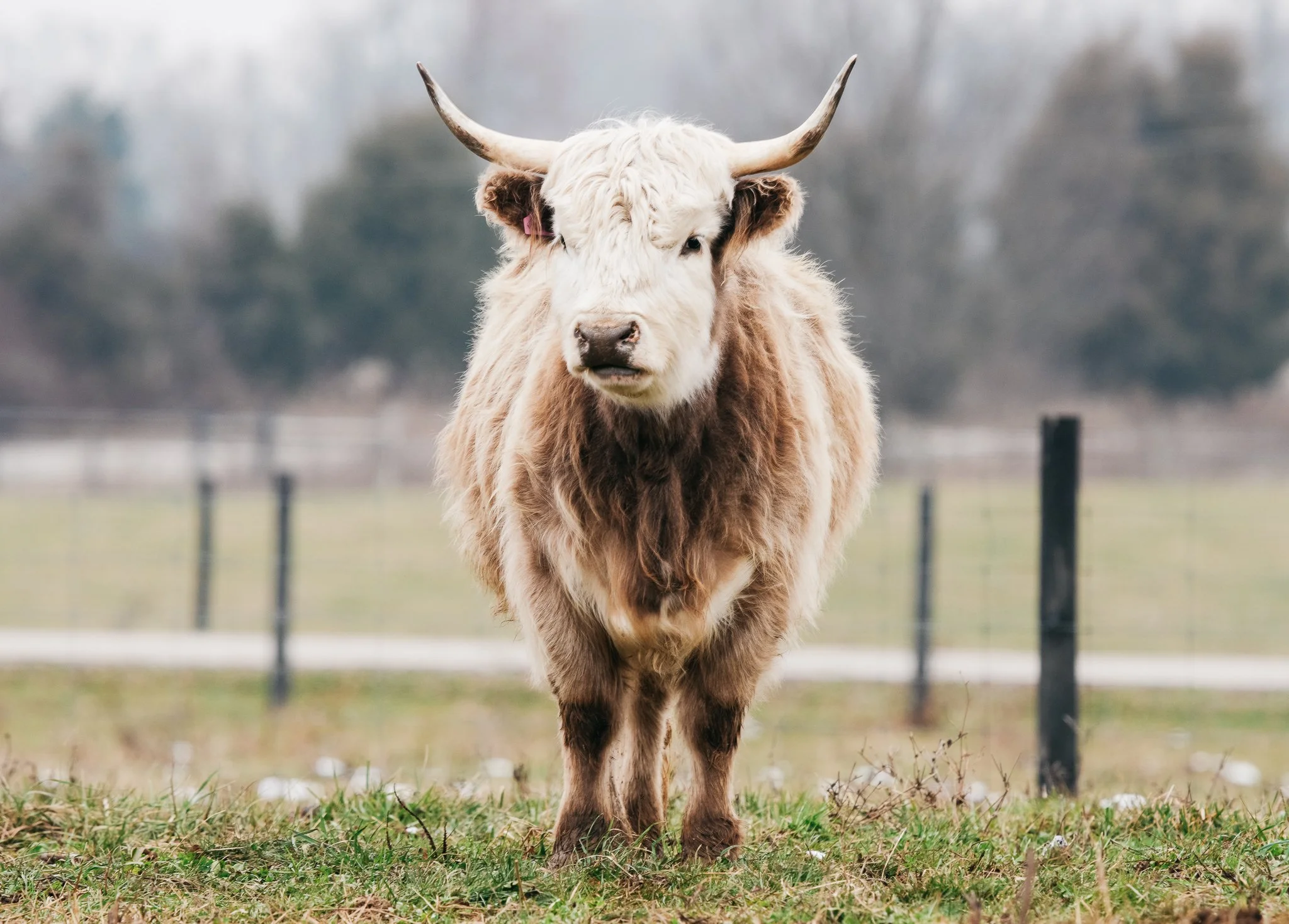 A young Highland cow with long, curly golden brown hair and small horns standing outdoors near a fence with dry grass and dirt ground.