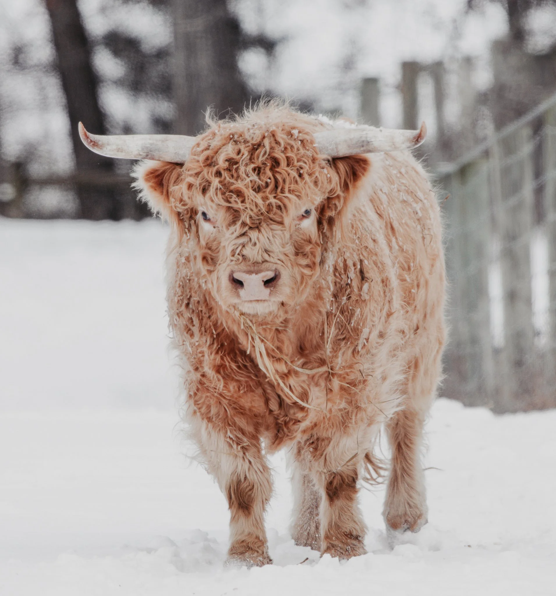 A Highland cow standing in a snowy field with a cloudy sky in the background.