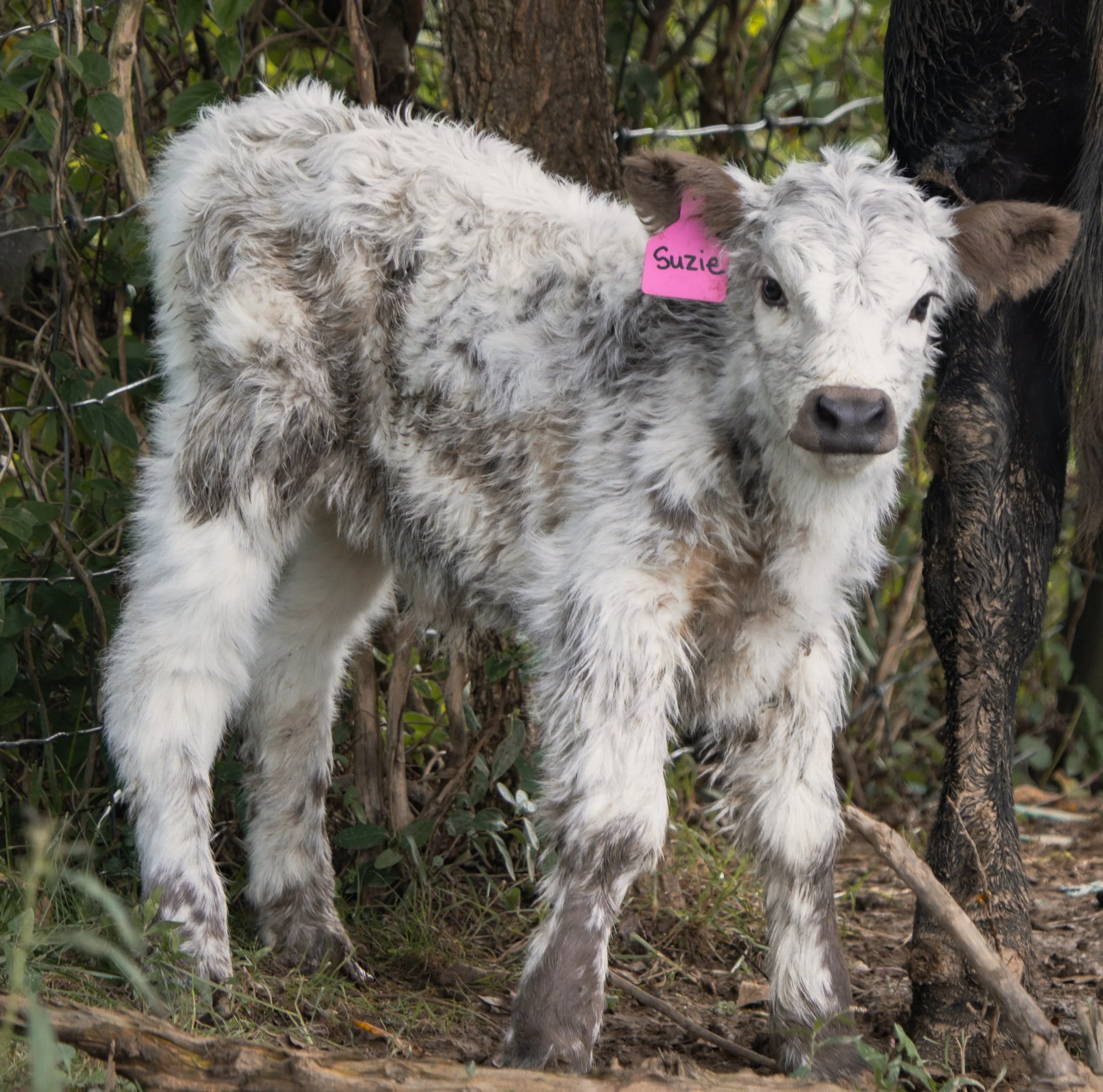 A young calf with white and brown fur standing outdoors near a wooden fence, with a pink identification tag labeled 'Suzie' on its ear, in a natural setting with greenery and trees.