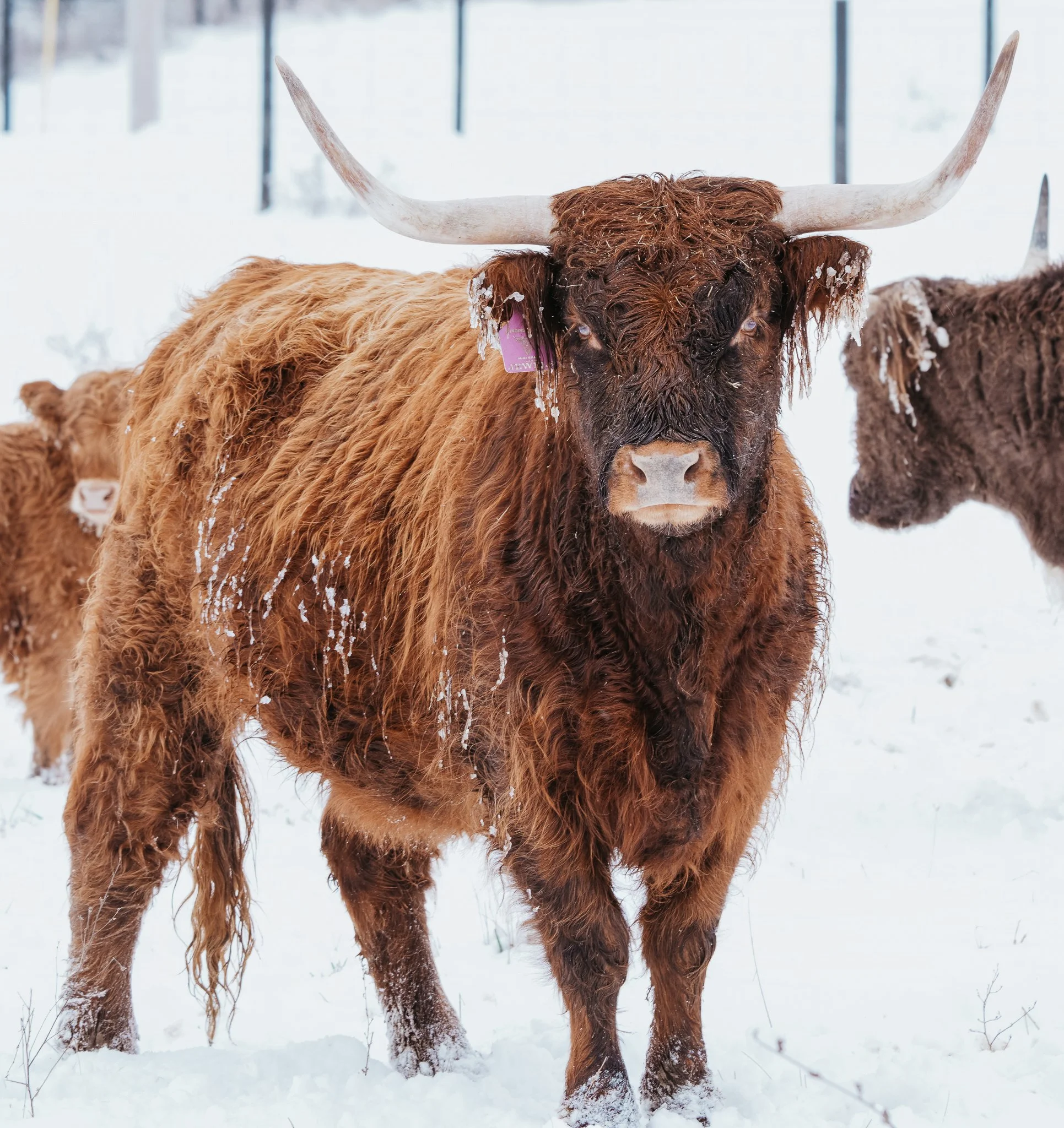 A Highland cow standing in a snowy field with a winter landscape in the background.