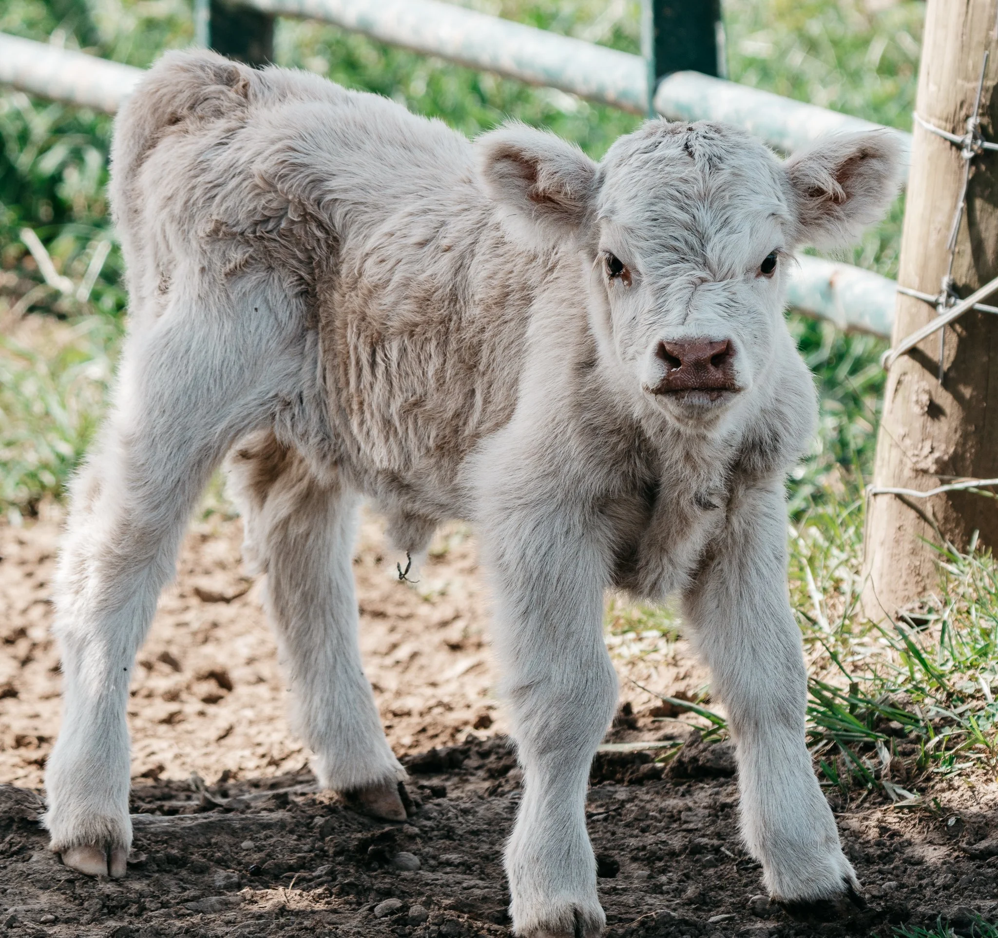 Close-up of a white baby cow standing outdoors on dirt, with green grass and wooden posts in the background.