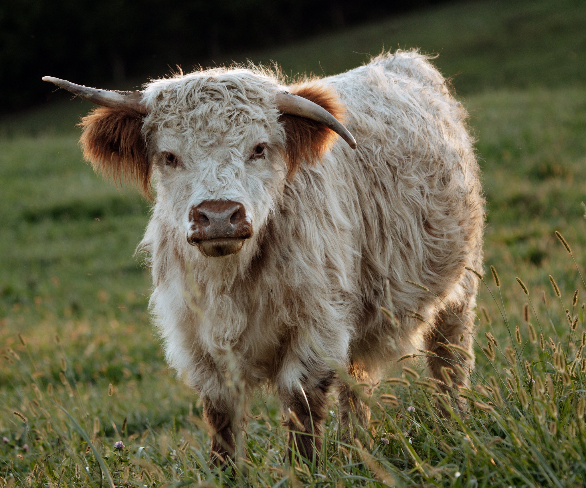 A young Highland cow with long, shaggy white fur and brown ears standing on a bed of straw in front of a wooden fence.