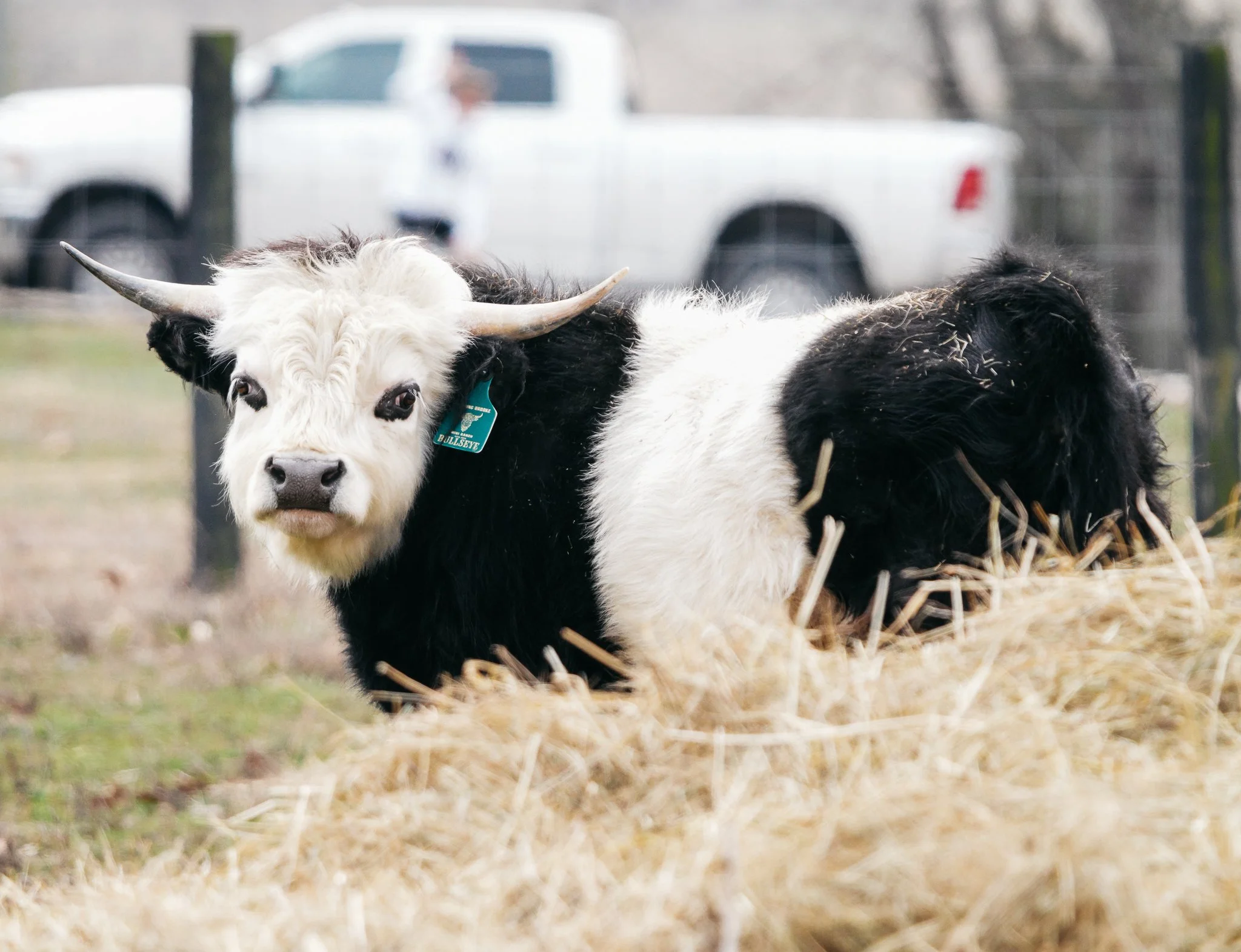 A black and white highland cow standing on green grass with a wooden fence and trees in the background.