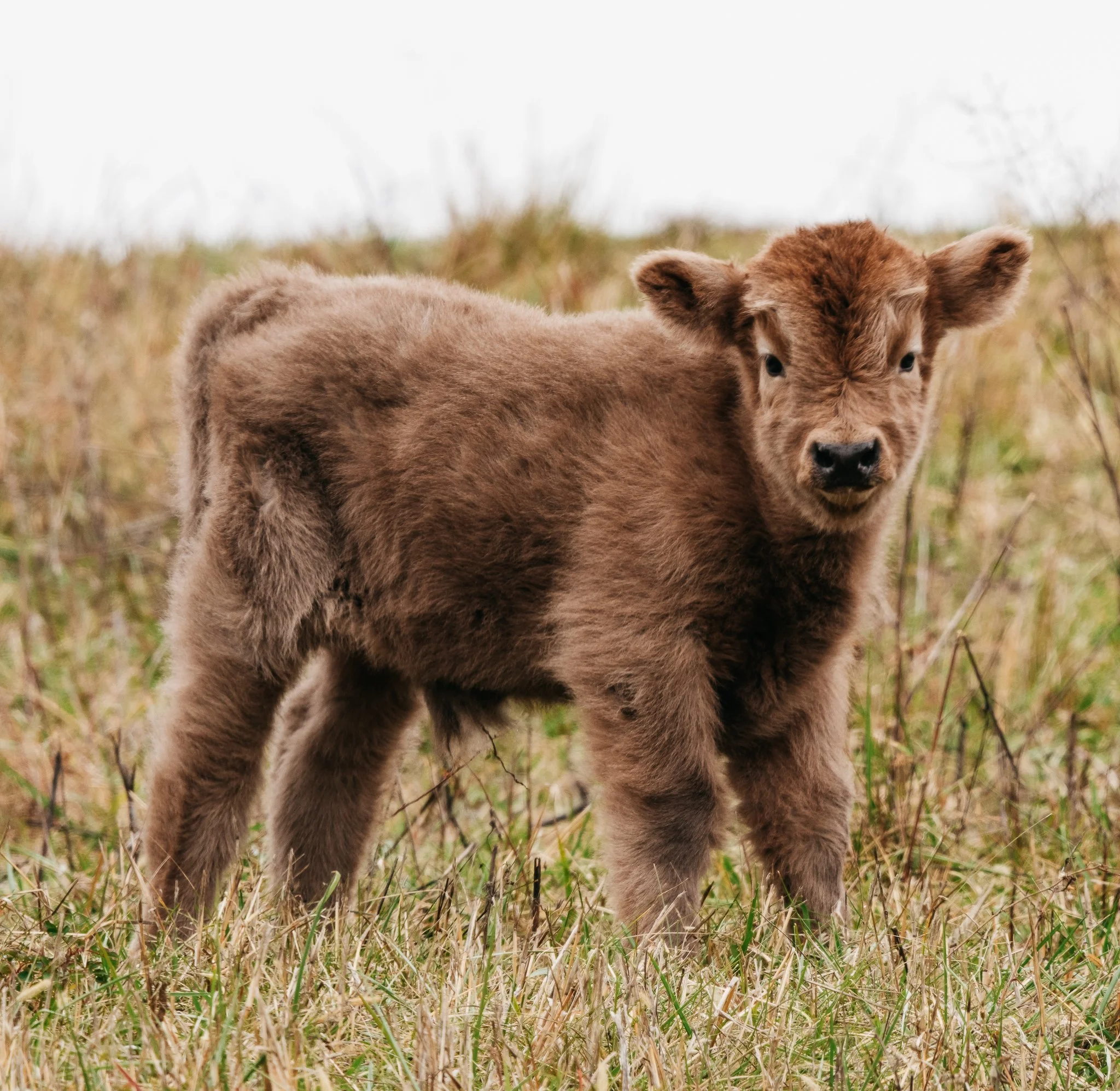 A baby calf standing in a natural outdoor setting with dry grass and bushes in the background.
