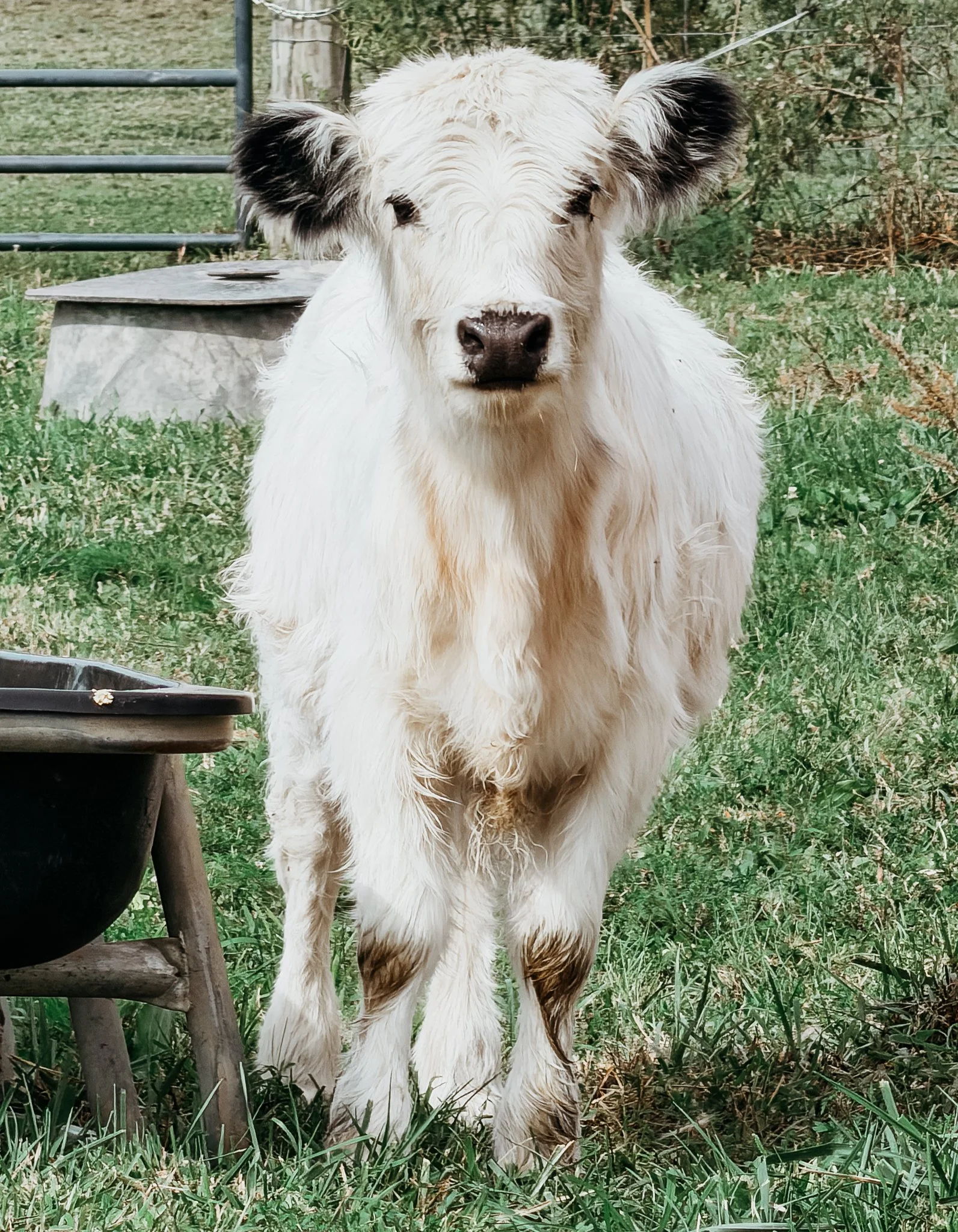 A white and black Highland calf standing in green grass outdoors, with a metal water trough and a wooden structure nearby, and bushes in the background.