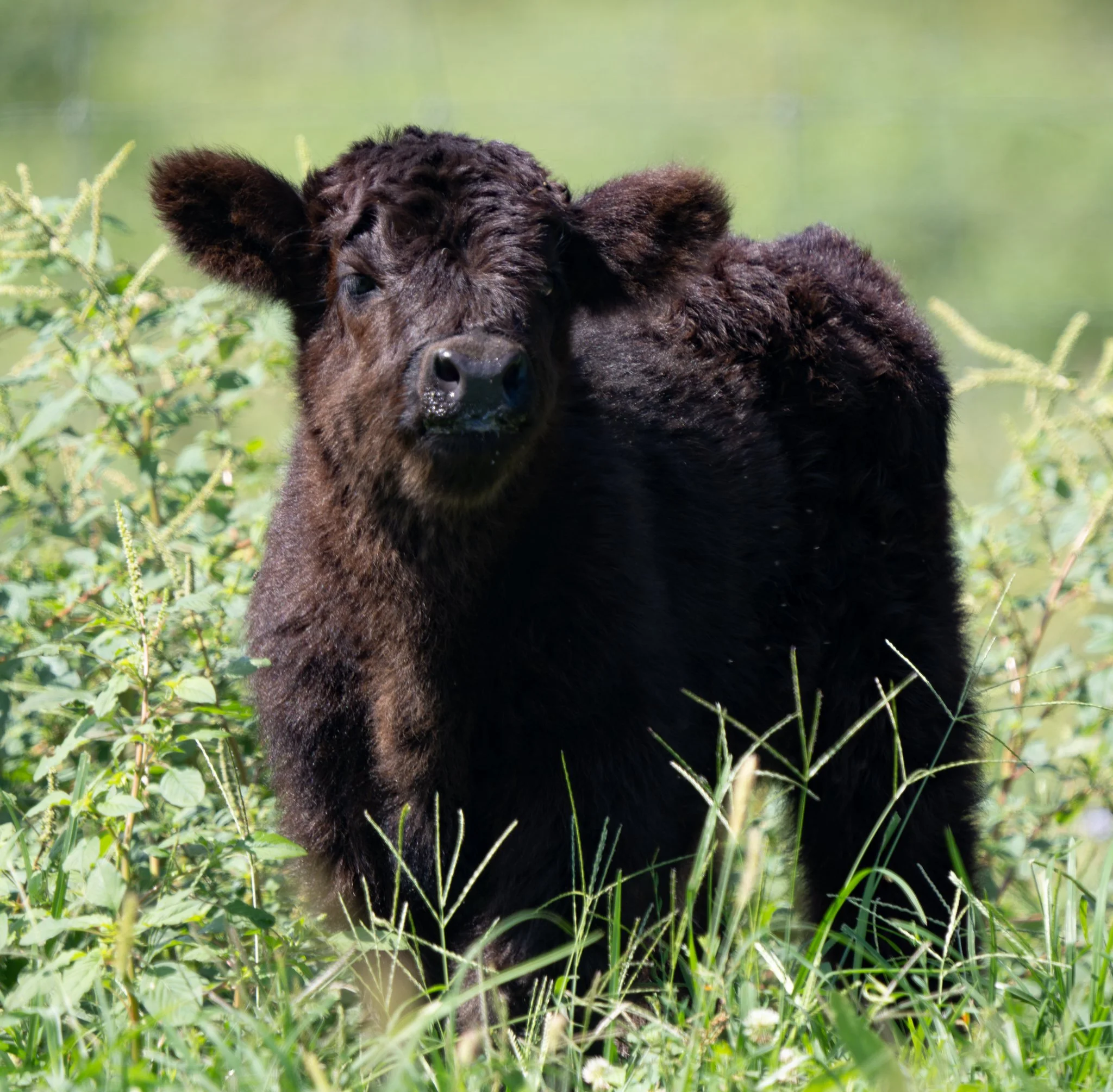 Close-up of a young black bear cub standing in green grass and plants with a blurred green background.