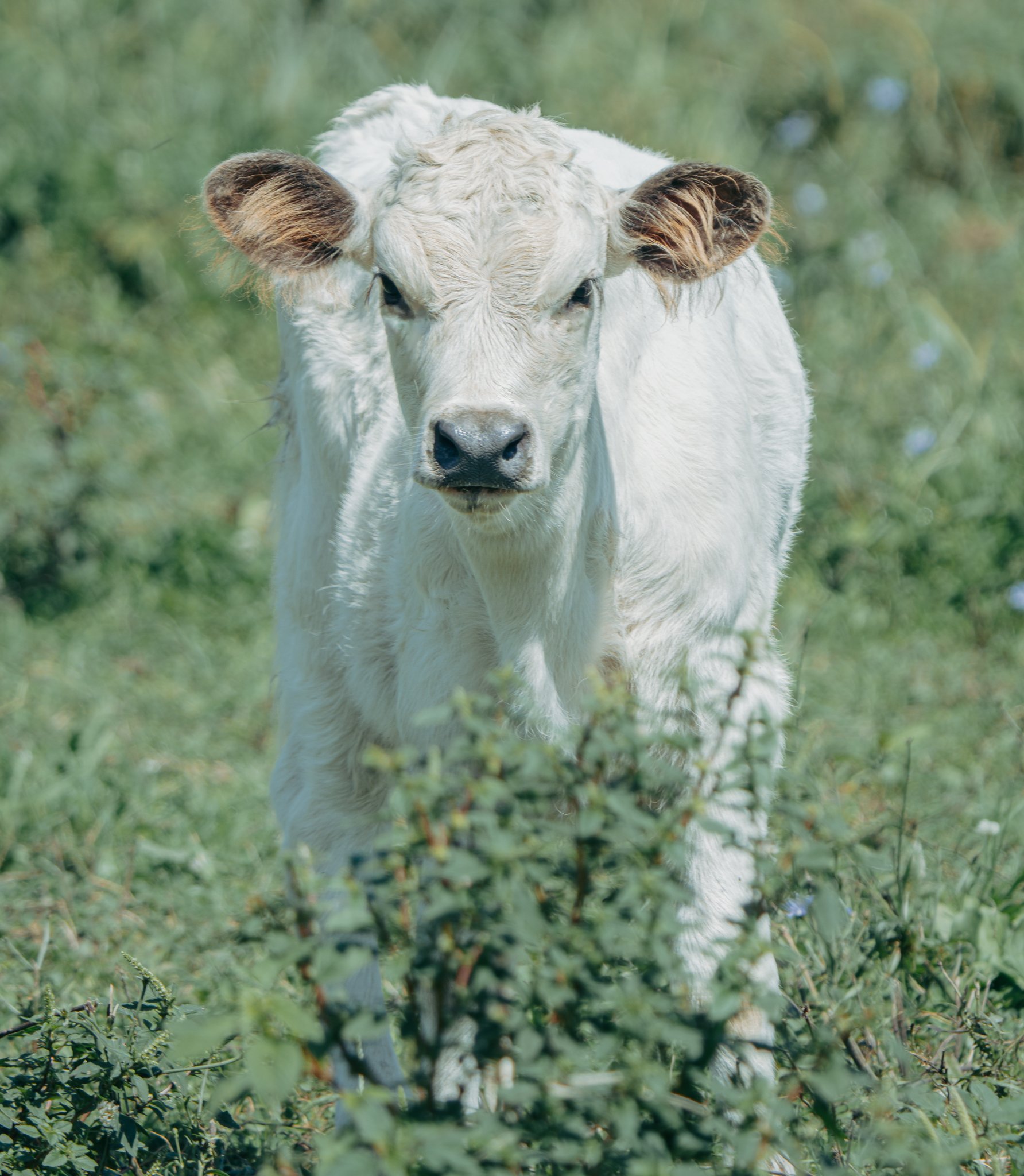 Close-up of a white cow with brown ears in a grassy field.