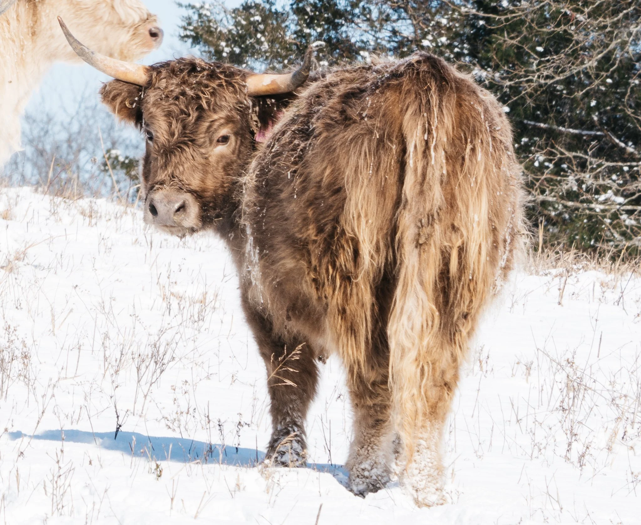 A Highland cow standing on a bed of straw in a pen, with black fencing and metal walls in the background.