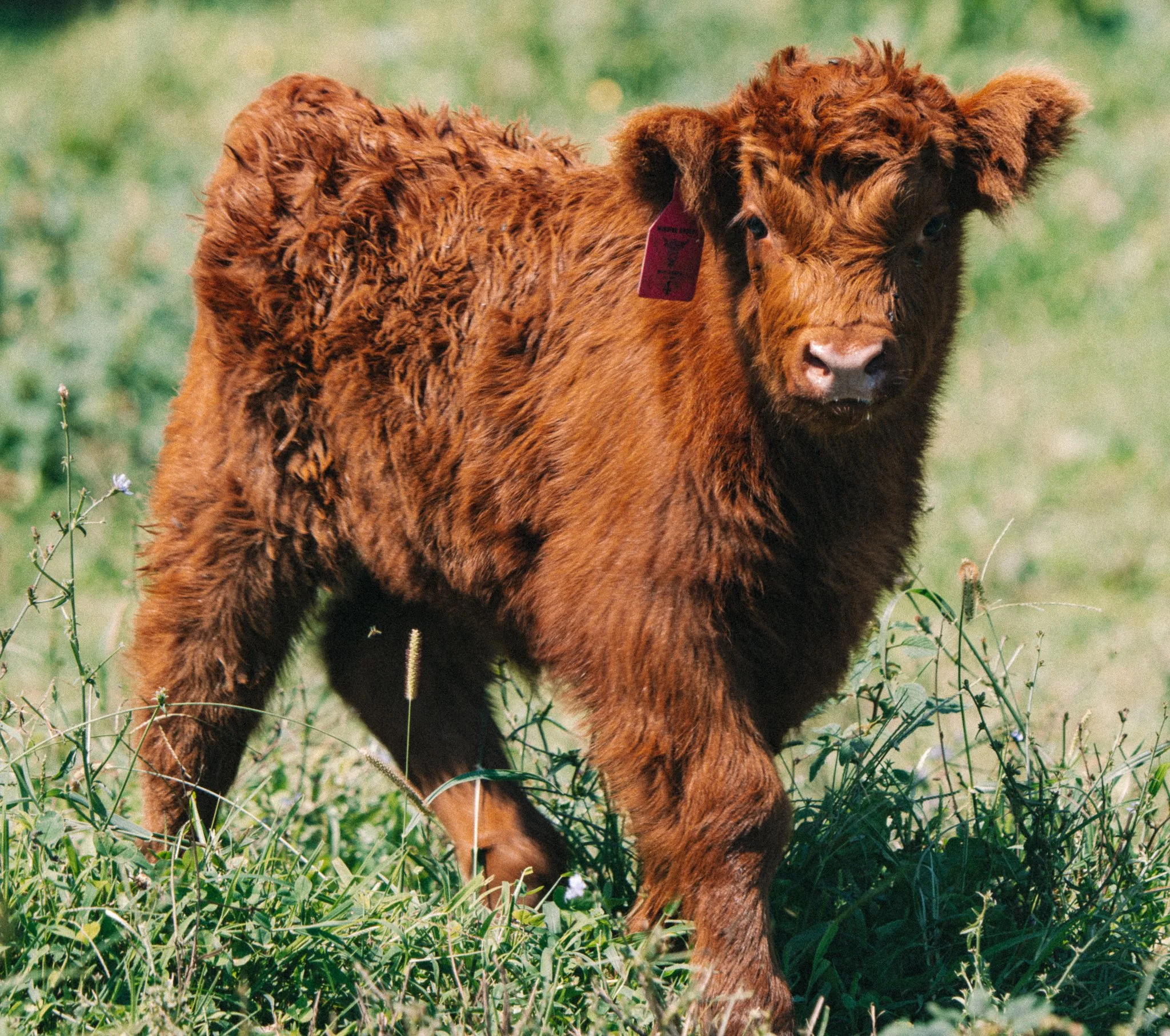 A young brown calf standing in a grassy field with green plants and wildflowers.
