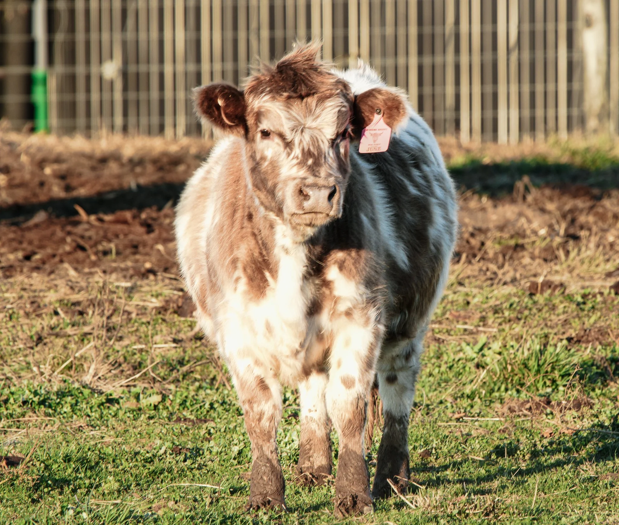 A young cow standing on grassy land with patches of snow, facing the camera.