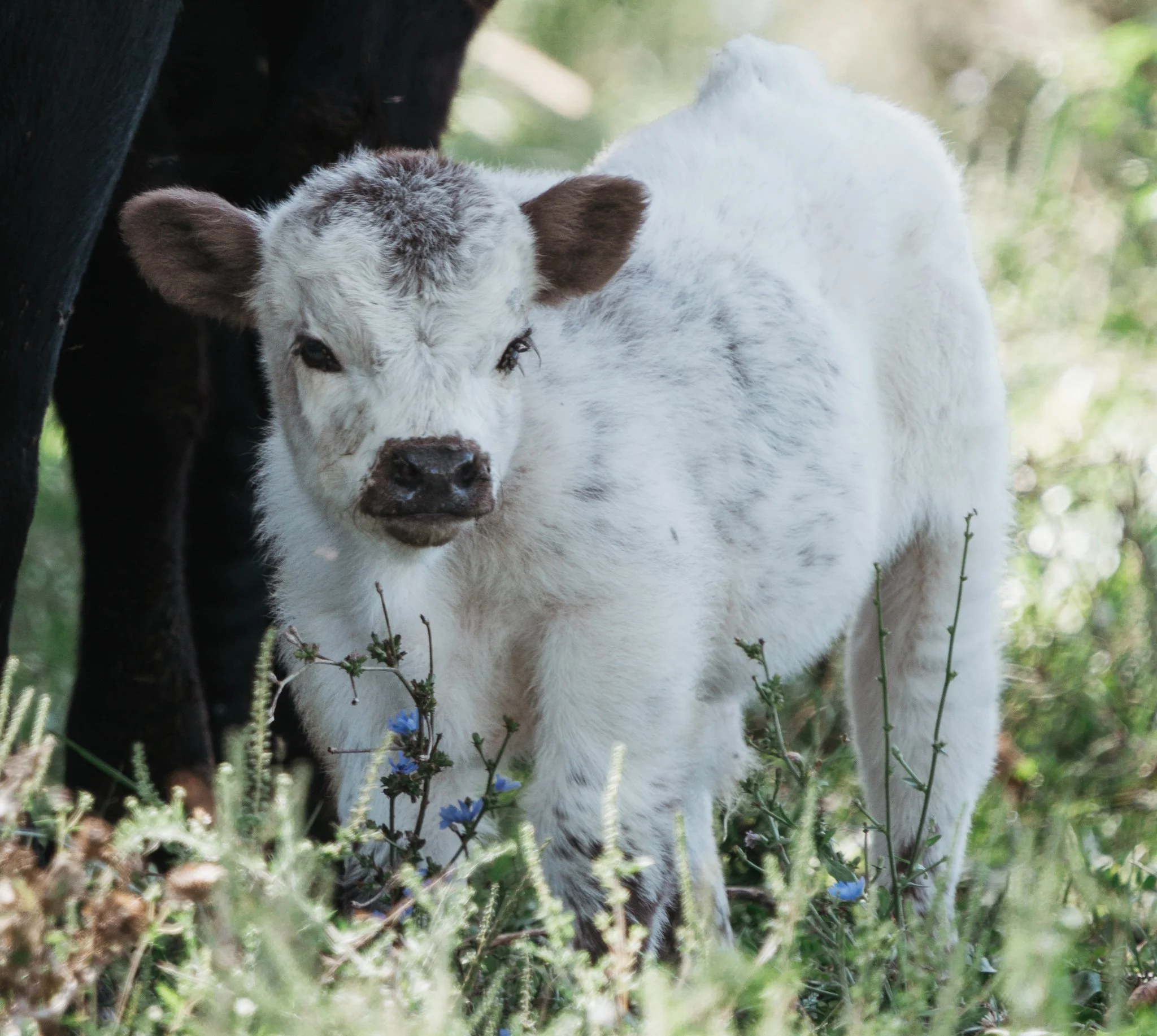 A baby goat standing among grass and small blue flowers, with partial view of another goat close by.