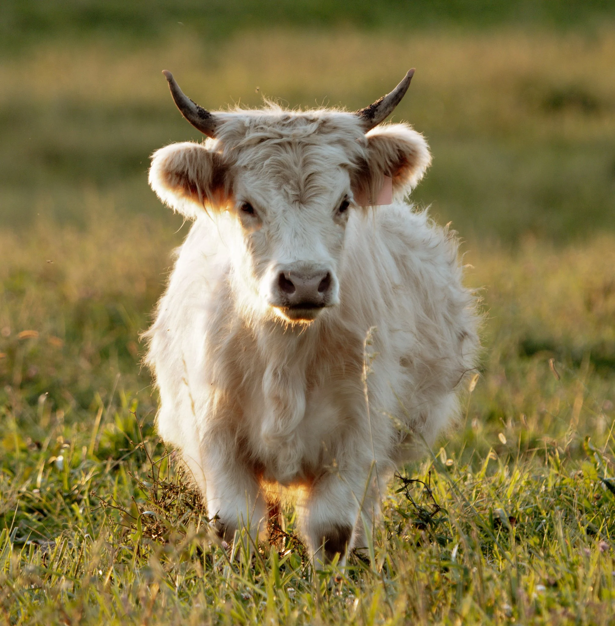 Close-up of a cow with cream-colored fur and dark-tipped horns standing in a grassy field during sunset.