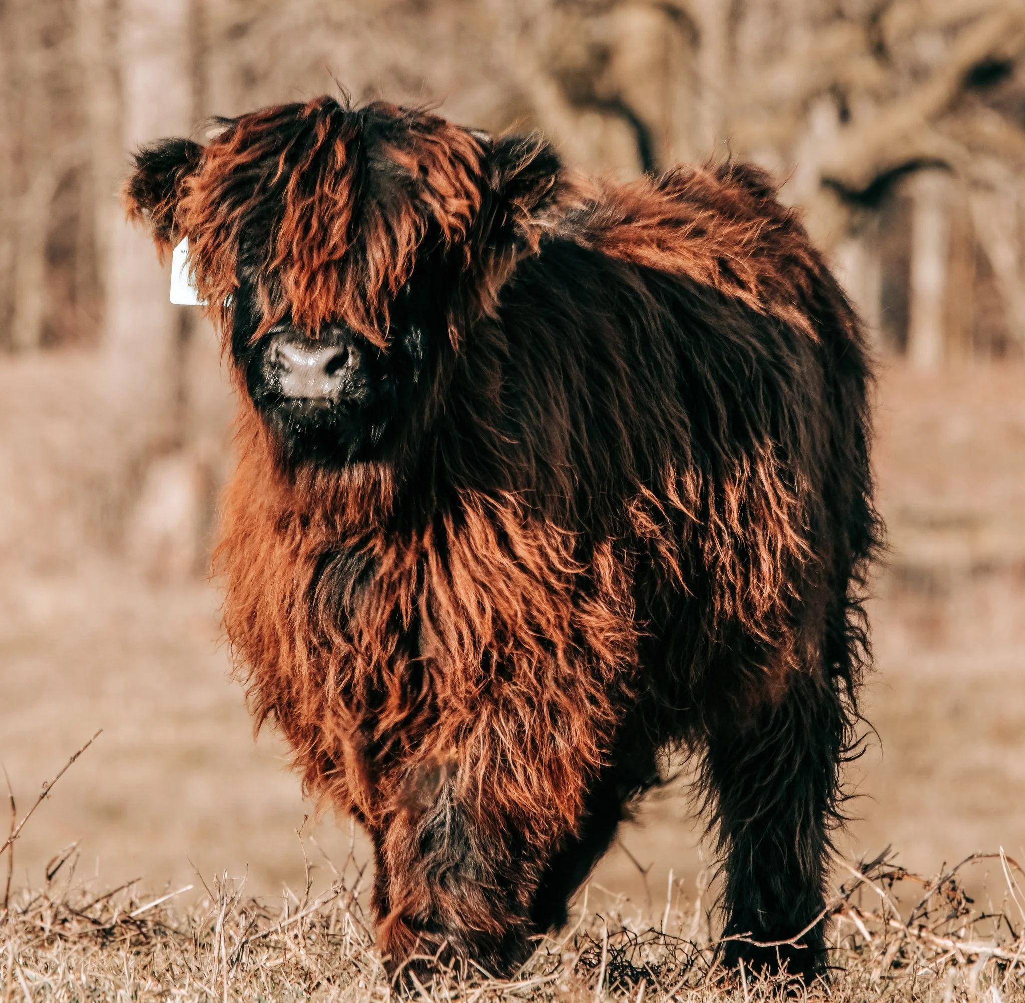 A baby cow standing on grass in front of a wire fence with dry bushes in the background.