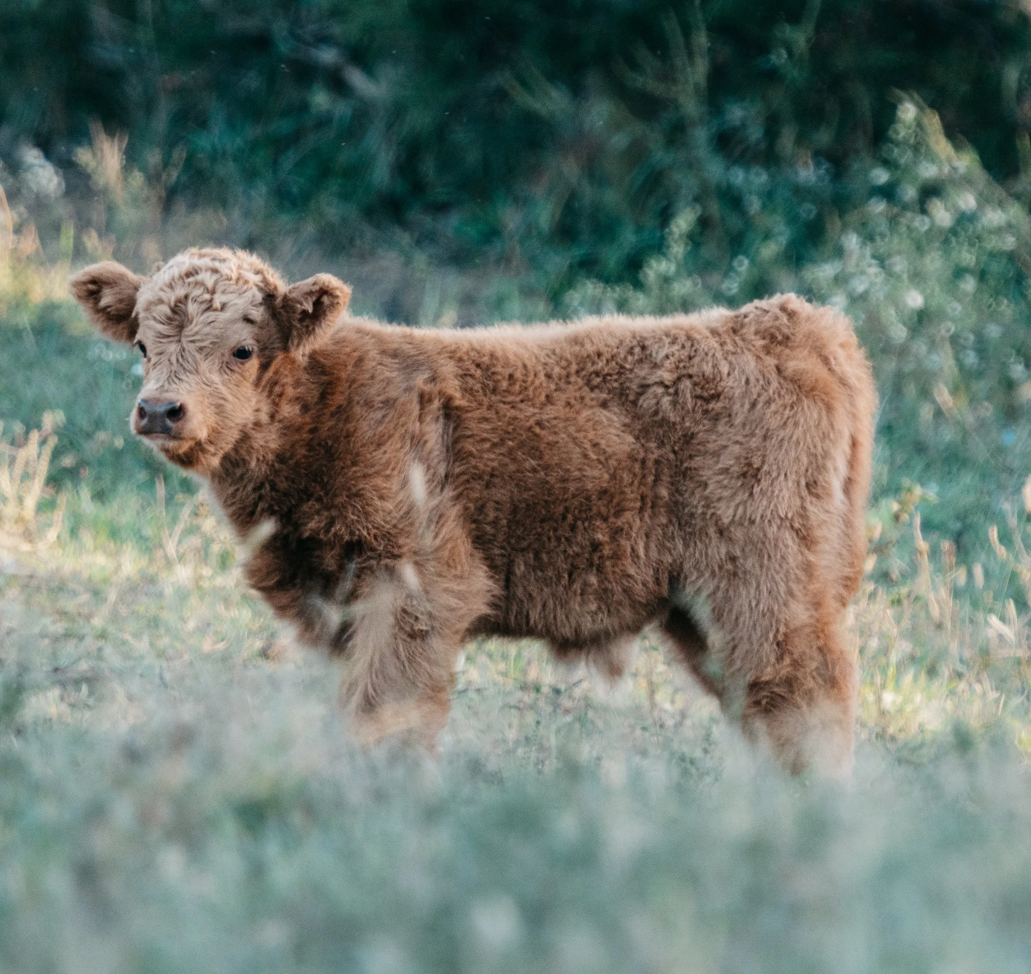 A young bison calf standing among tall grass and bushy vegetation in a natural outdoor environment.