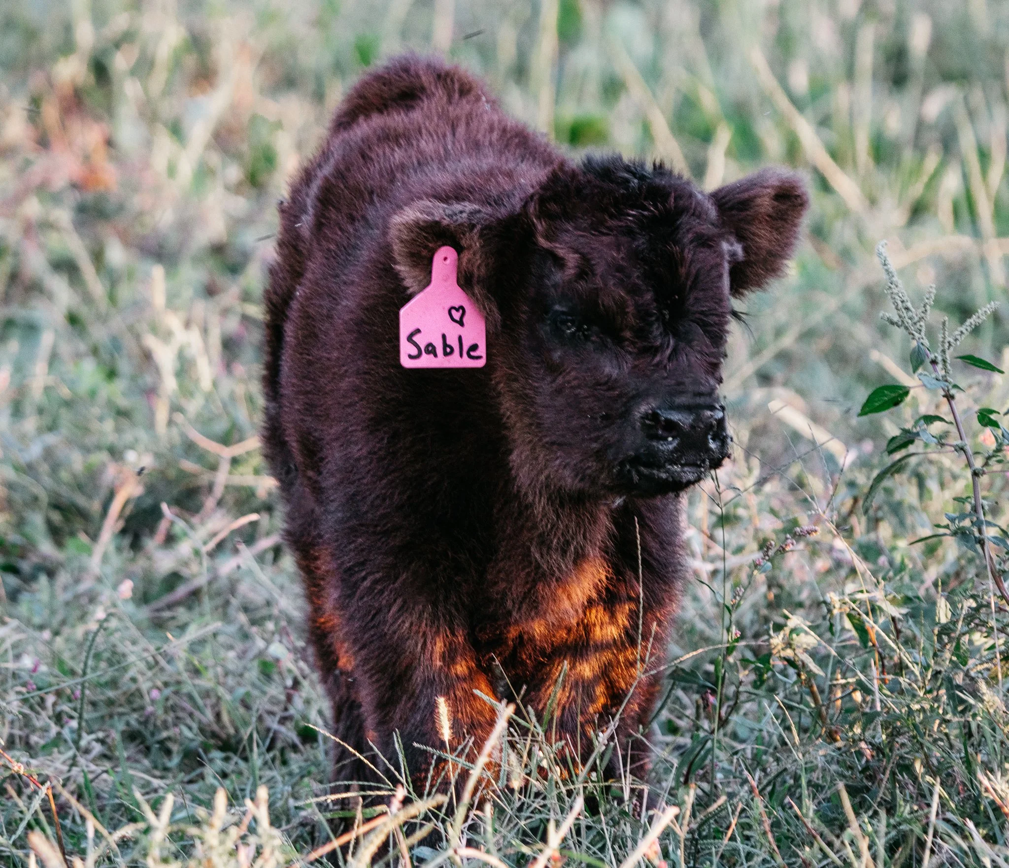 A black puppy with curly fur, wearing a pink tag labeled "Sable" with a small heart, standing among tall grass and plants outdoors.