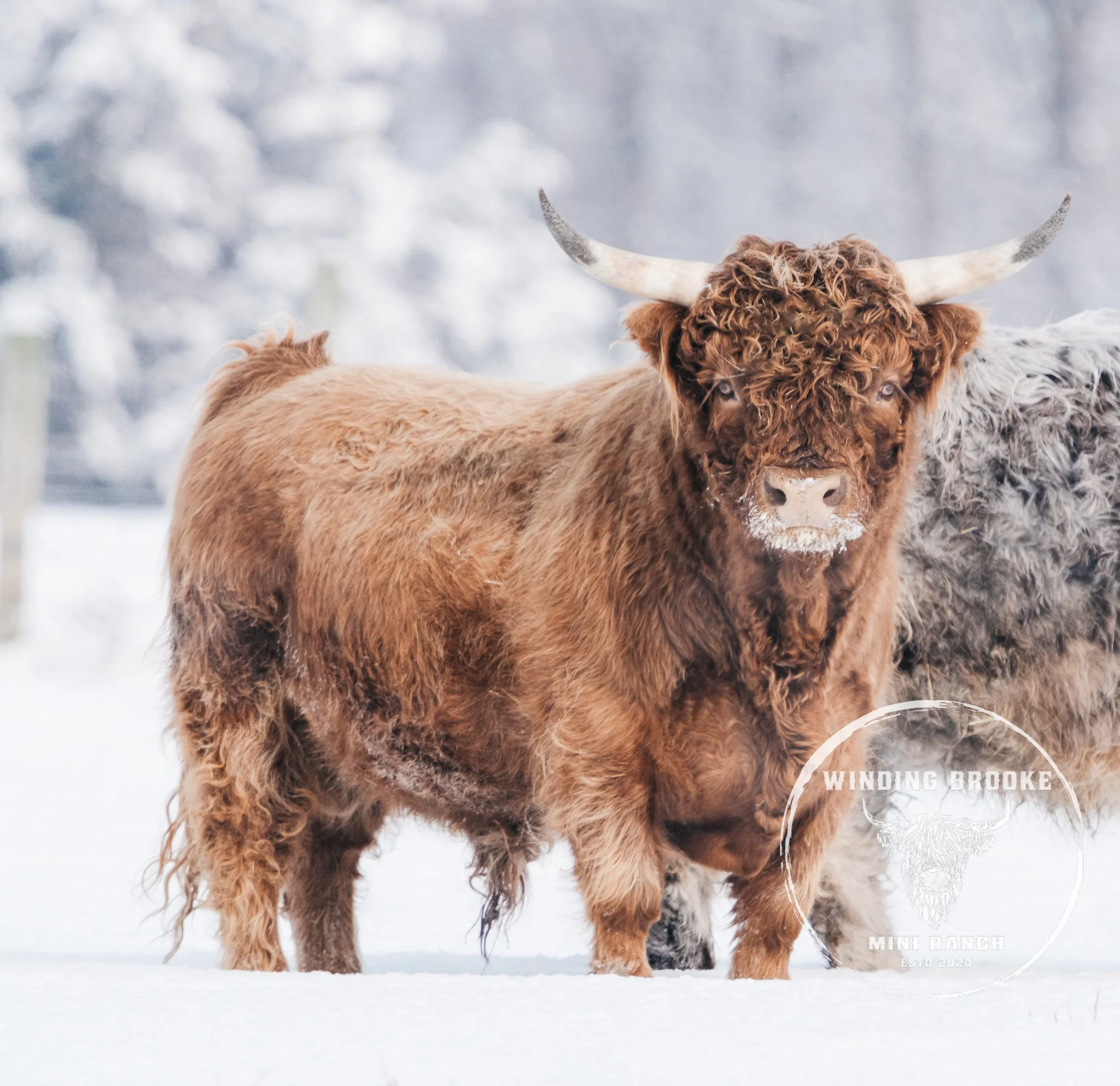 A large, brown Highland cow standing in snow in a fenced outdoor area, with another white Highland cow in the background and snow-covered trees.