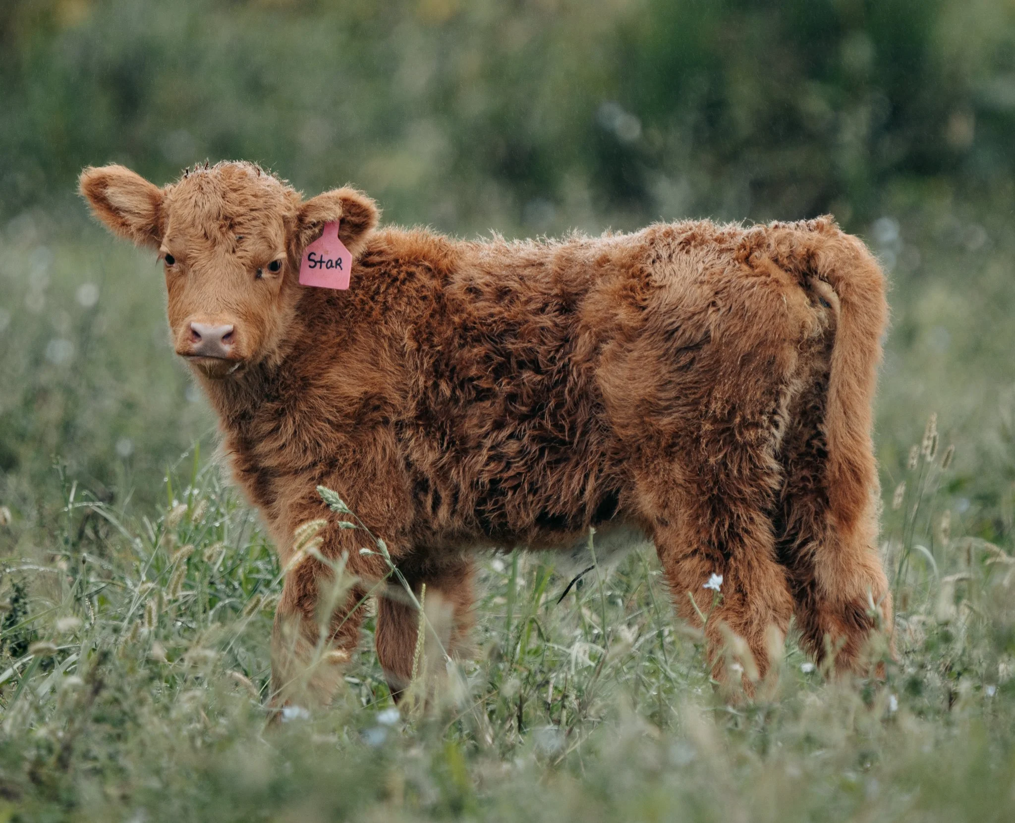 Young brown calf with a pink ear tag standing in grass