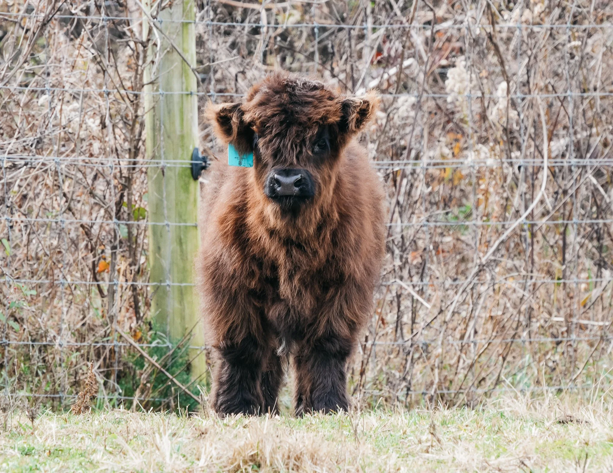 A baby cow standing on grass in front of a wire fence with dry bushes in the background.
