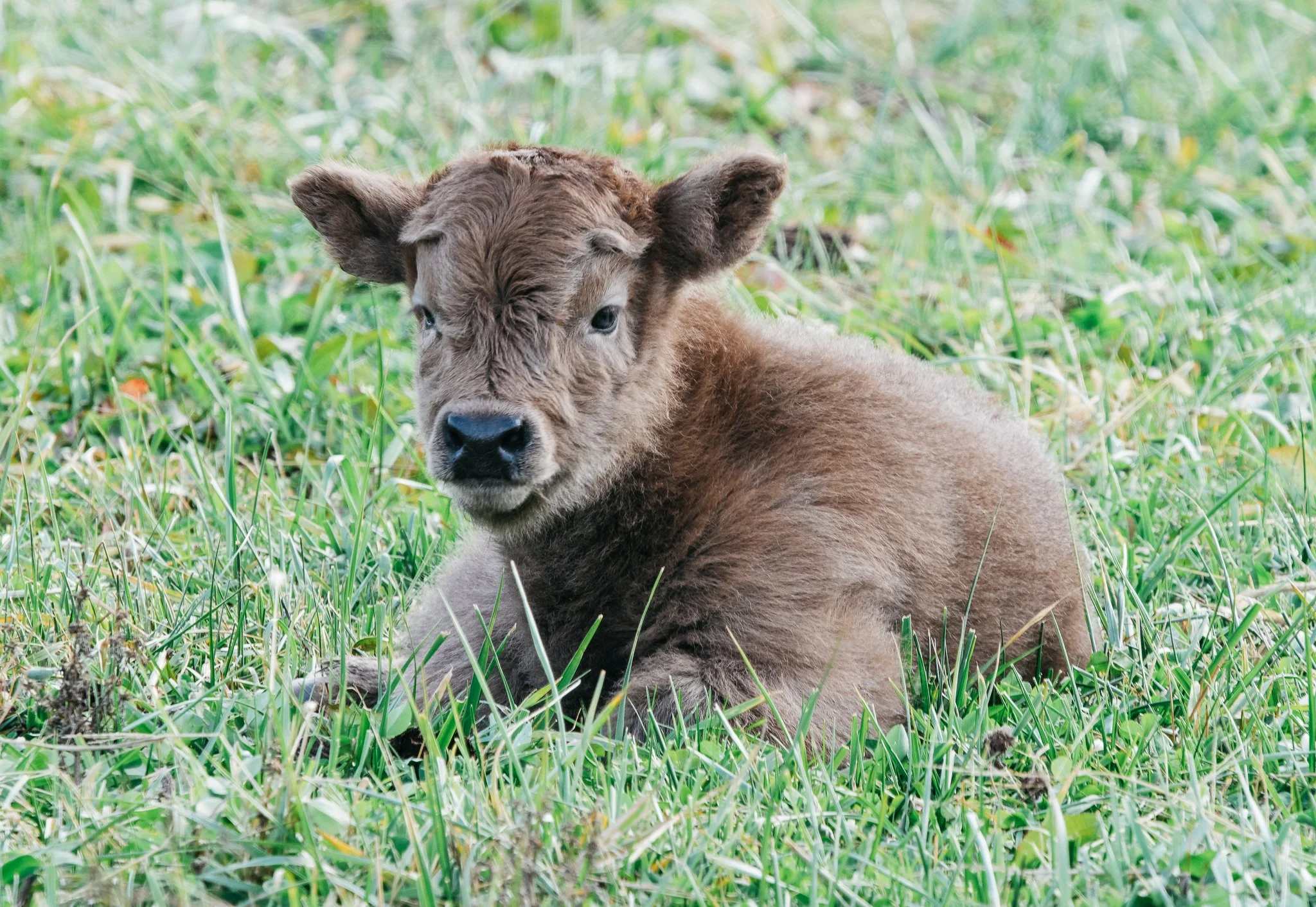 A baby cow sitting on green grass, looking at the camera.