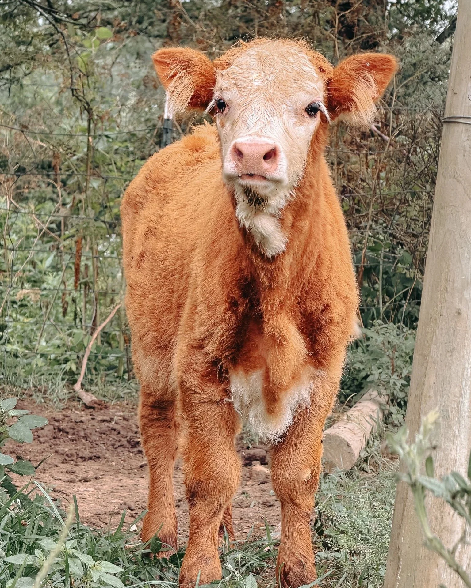 A young cow with a light-colored face, big ears, and reddish-brown fur standing in a natural outdoor environment with plants, soil, and a wooden post.