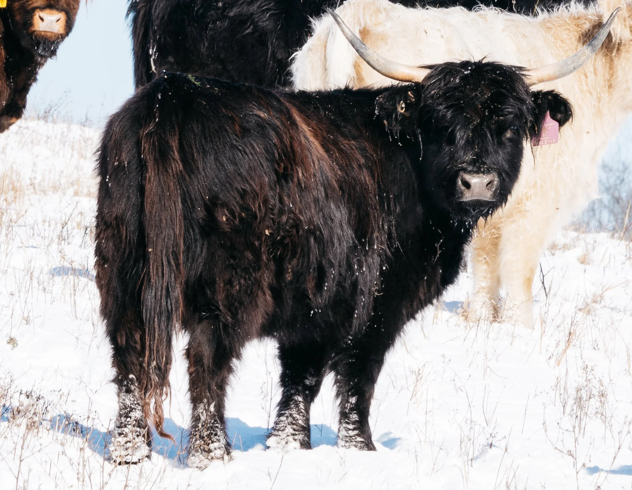 Close-up of a black Highland cow walking in a snowy outdoor enclosure, with wooden fencing in the background.