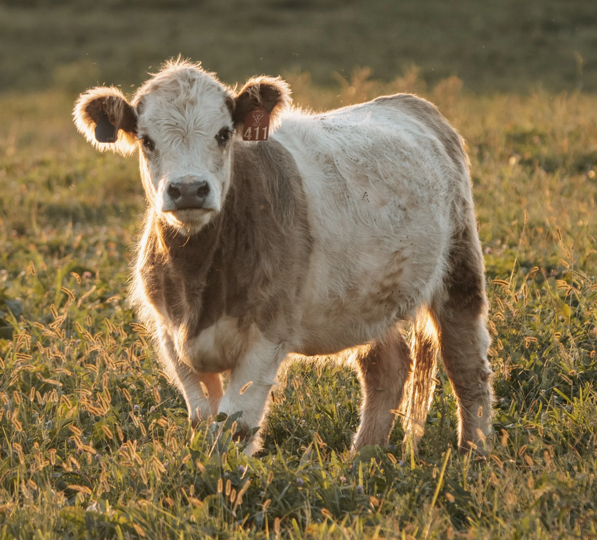 A young calf with white and brown fur walking towards the camera in a grassy field.