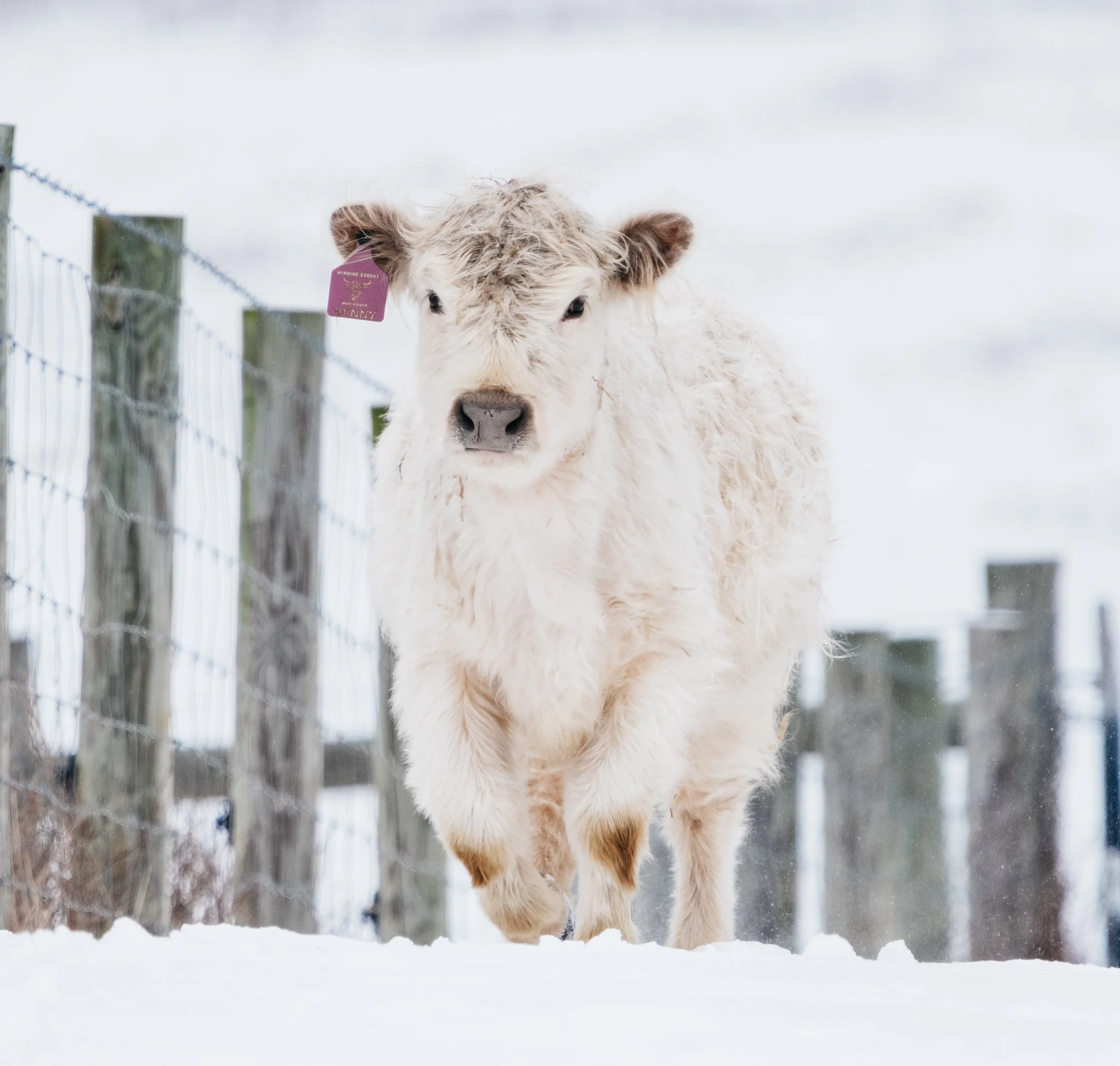 A white Highland calf standing on snow in a winter landscape with leafless trees in the background.
