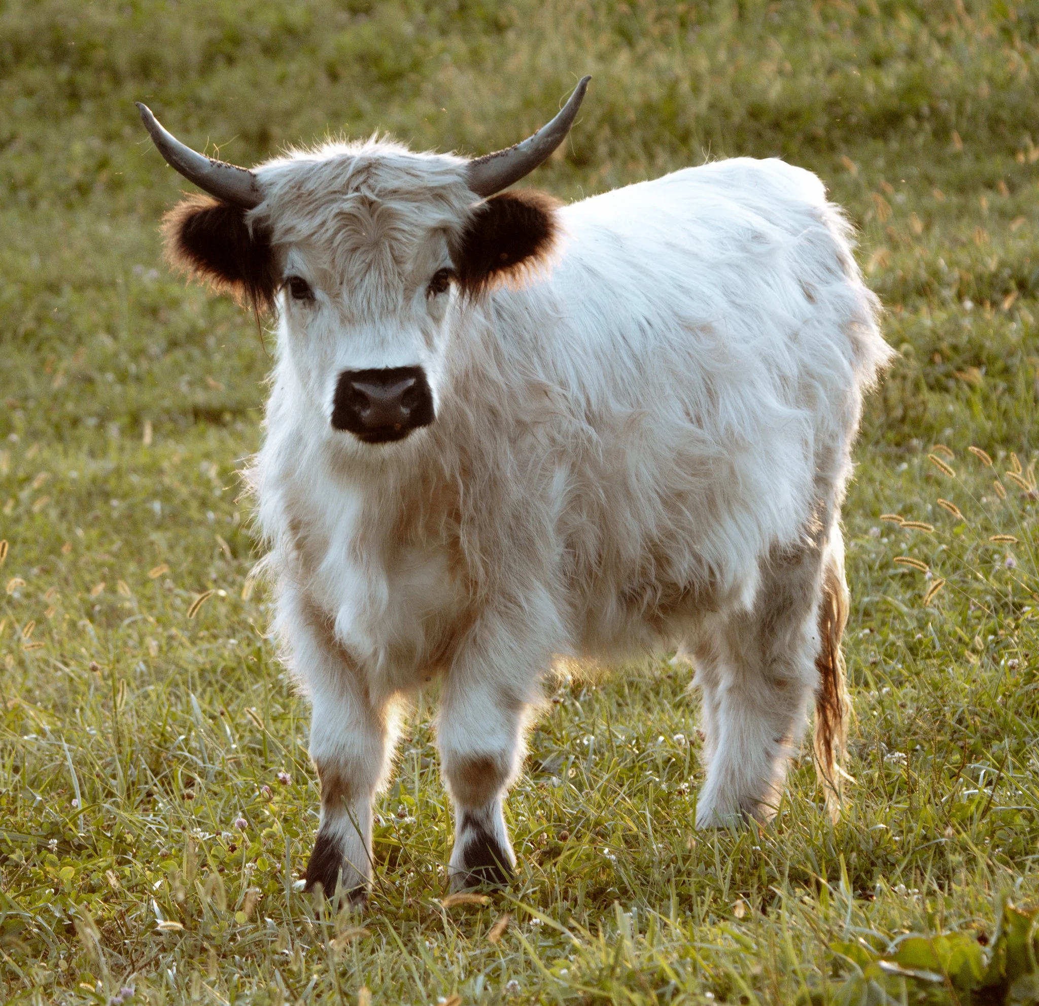 A young calf with a fluffy white coat and black patches on its ears, walking on grass in a field.