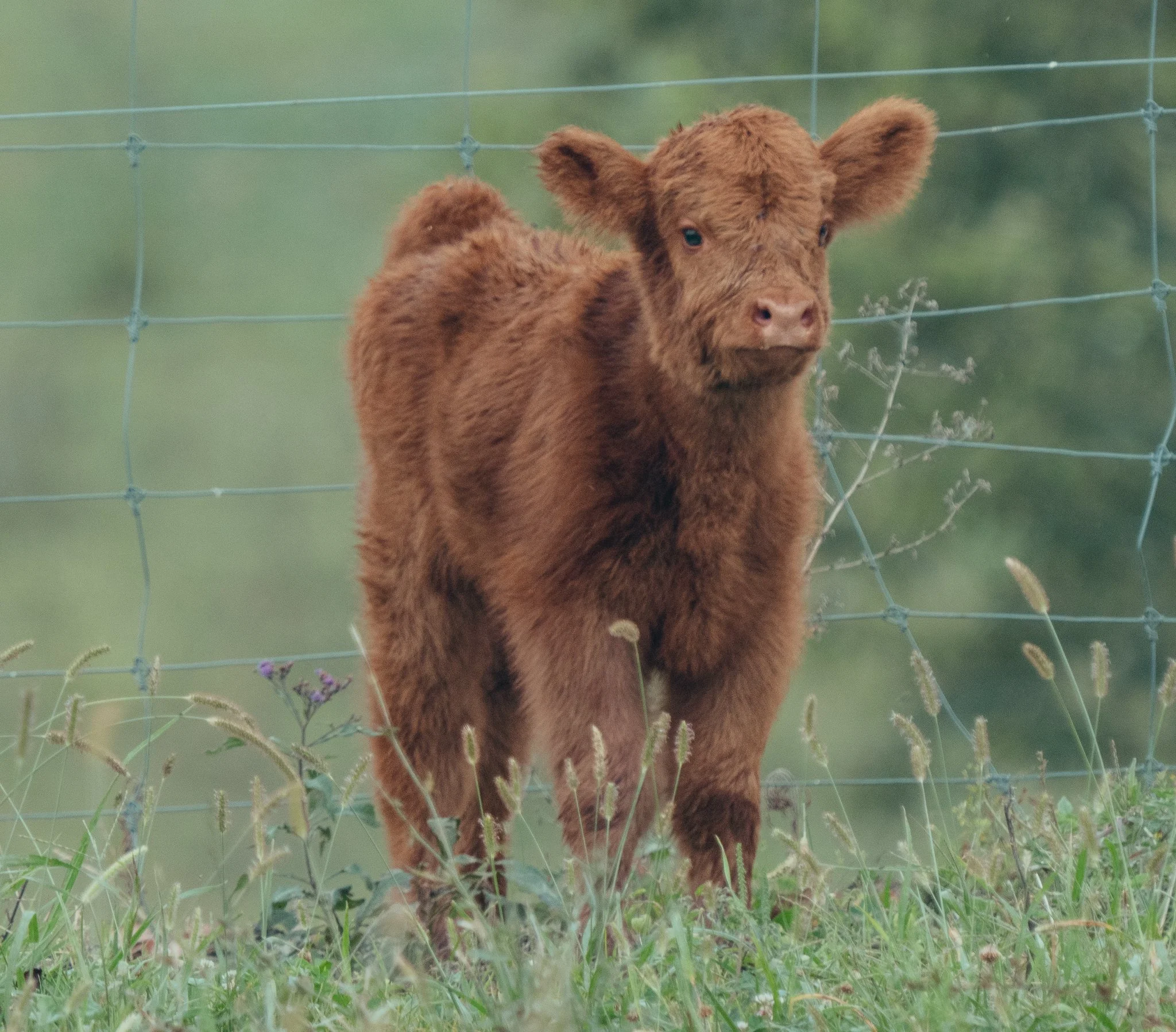 A young brown calf standing behind a wire fence in a grassy field, with a blurred green background.
