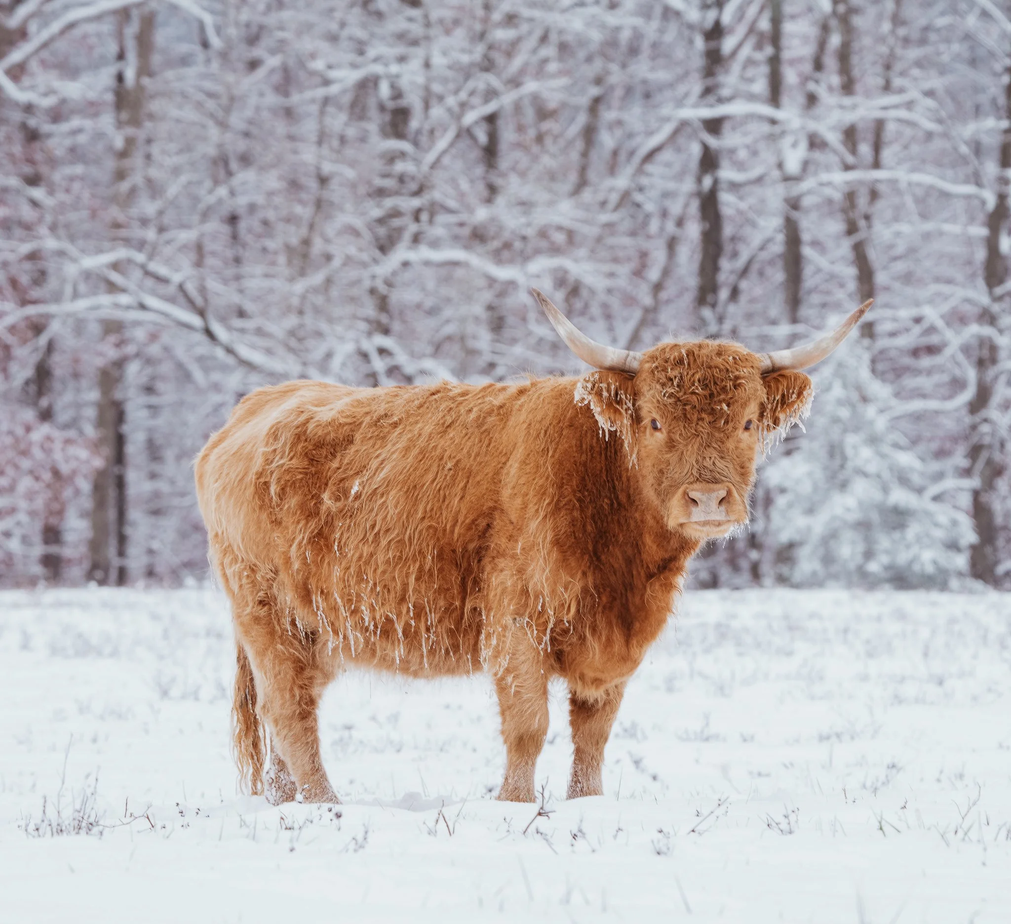 A Highland cow with thick, reddish-brown fur and long curved horns standing outdoors on a snow-dusted ground. In the background, there are trees and a white goat.