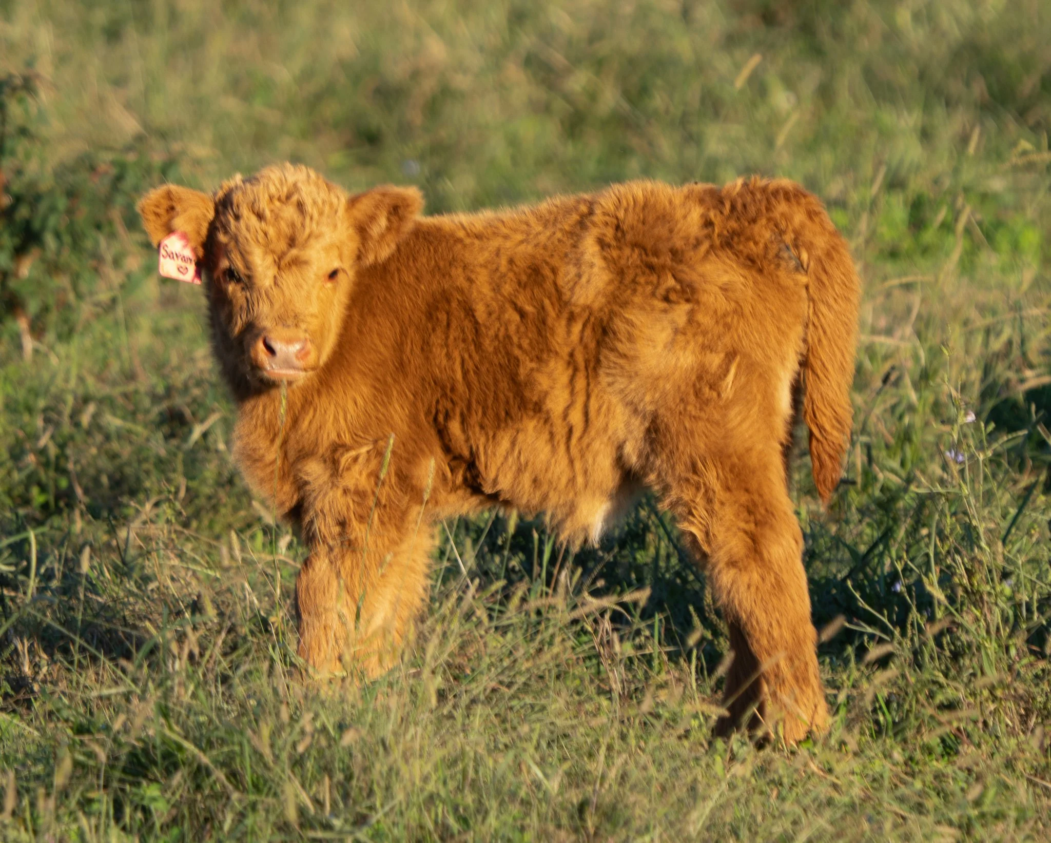 A fluffy tan calf standing in green grass and weeds, with a pink identification tag on its ear that reads 'Savanna' and a small heart symbol.