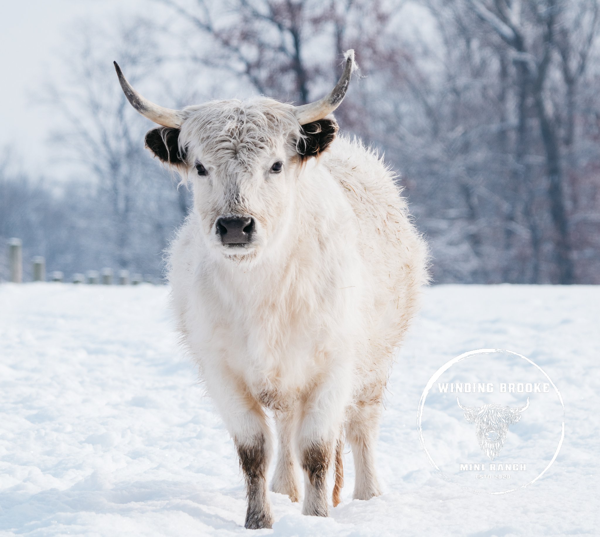 A white cow with horns standing on green grass in a fenced outdoor area.