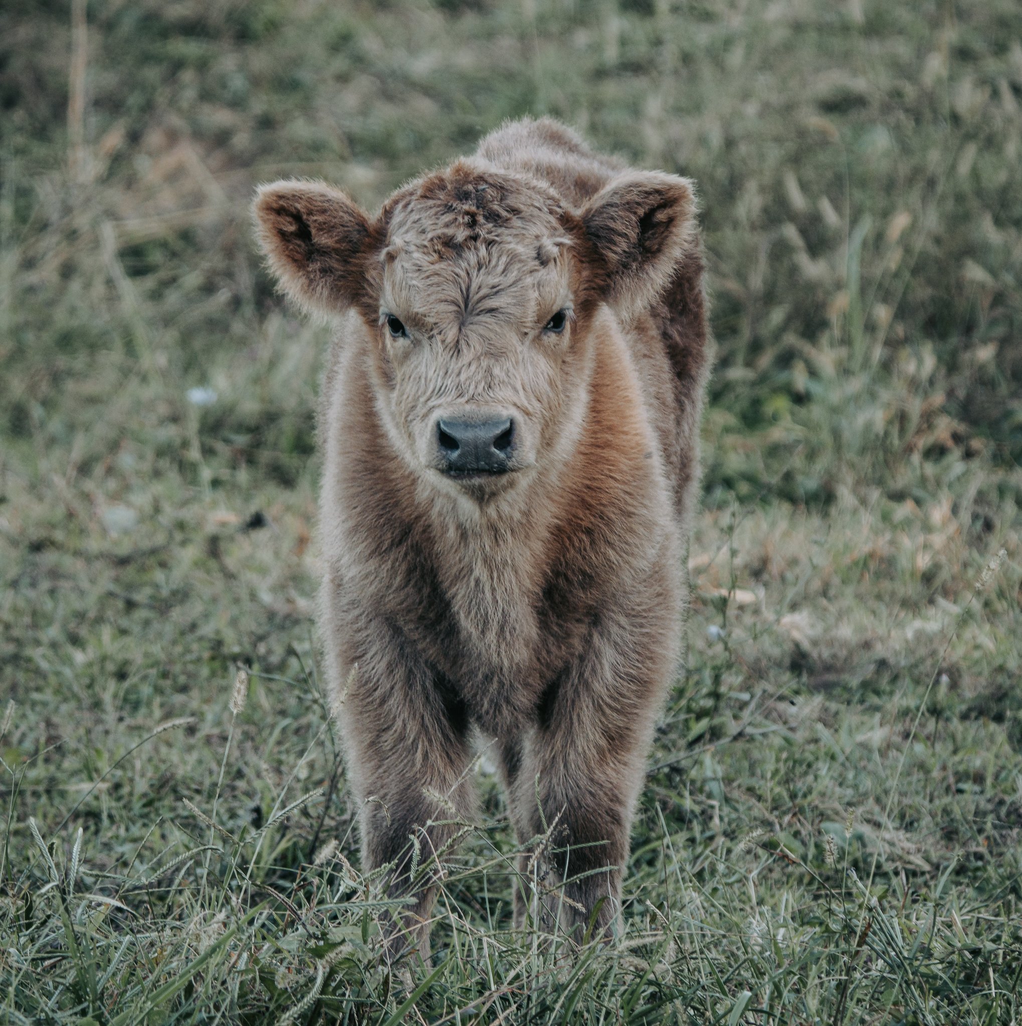 Close-up of a young calf standing outdoors on grassy ground.