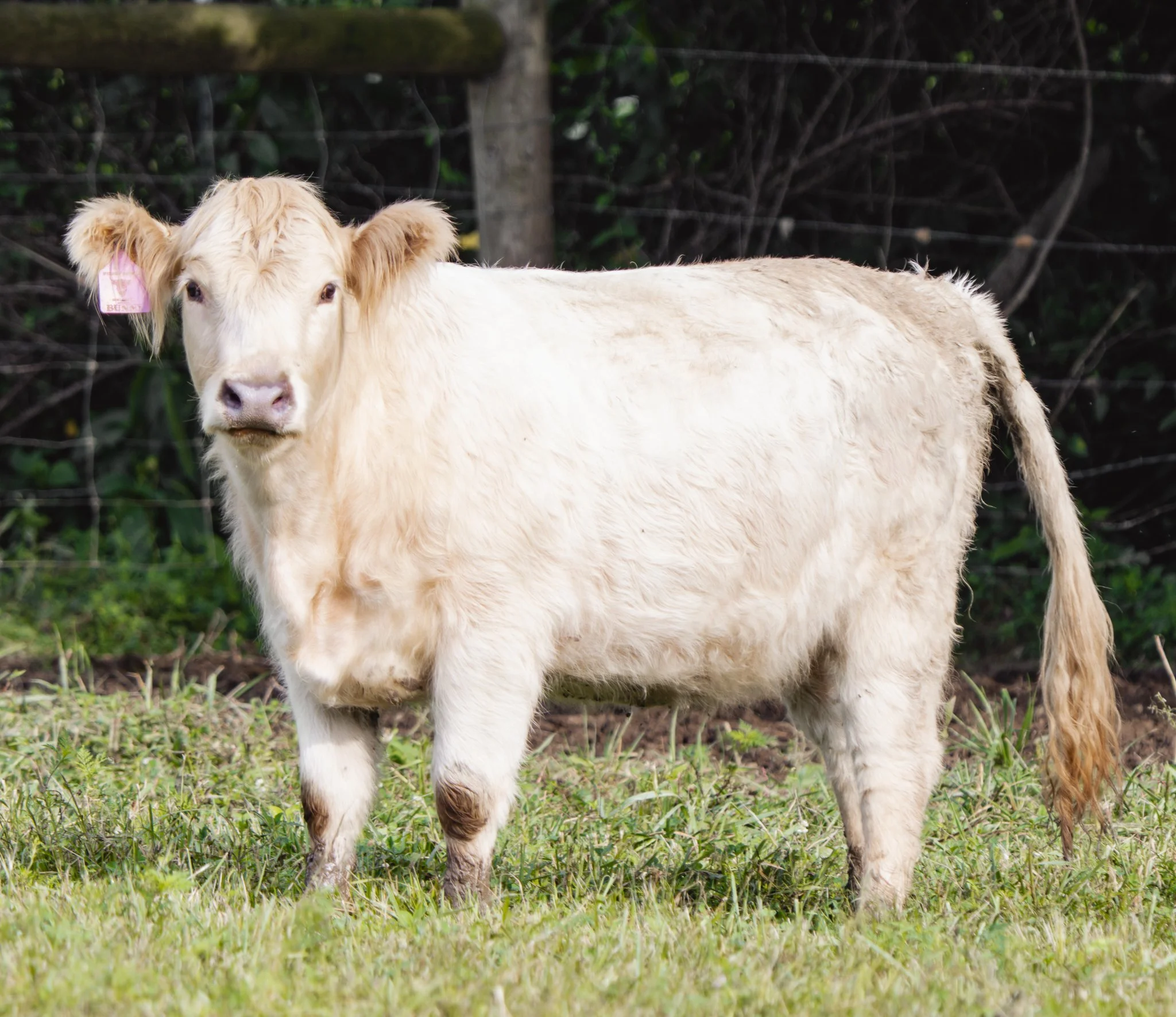 A white Highland calf standing on snow in a winter landscape with leafless trees in the background.
