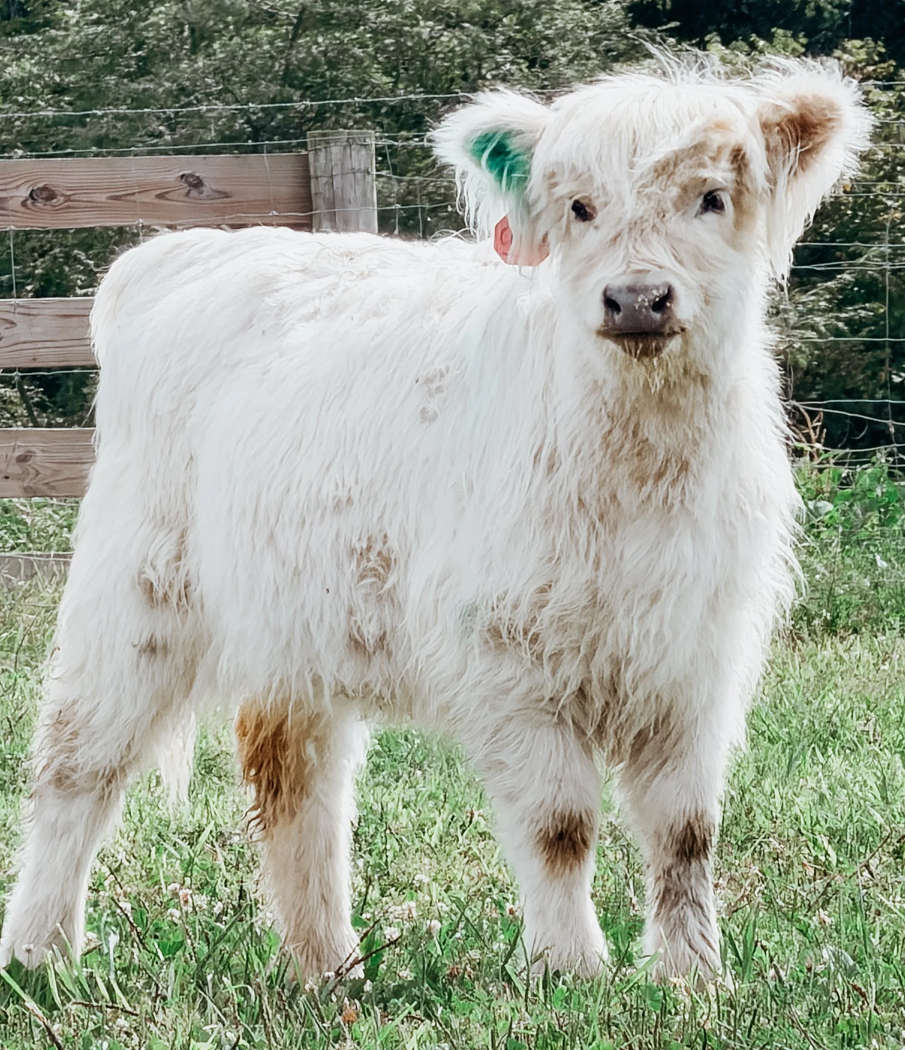 A fluffy white dog with tan paws standing on green grass in front of a wooden fence and bushy trees.