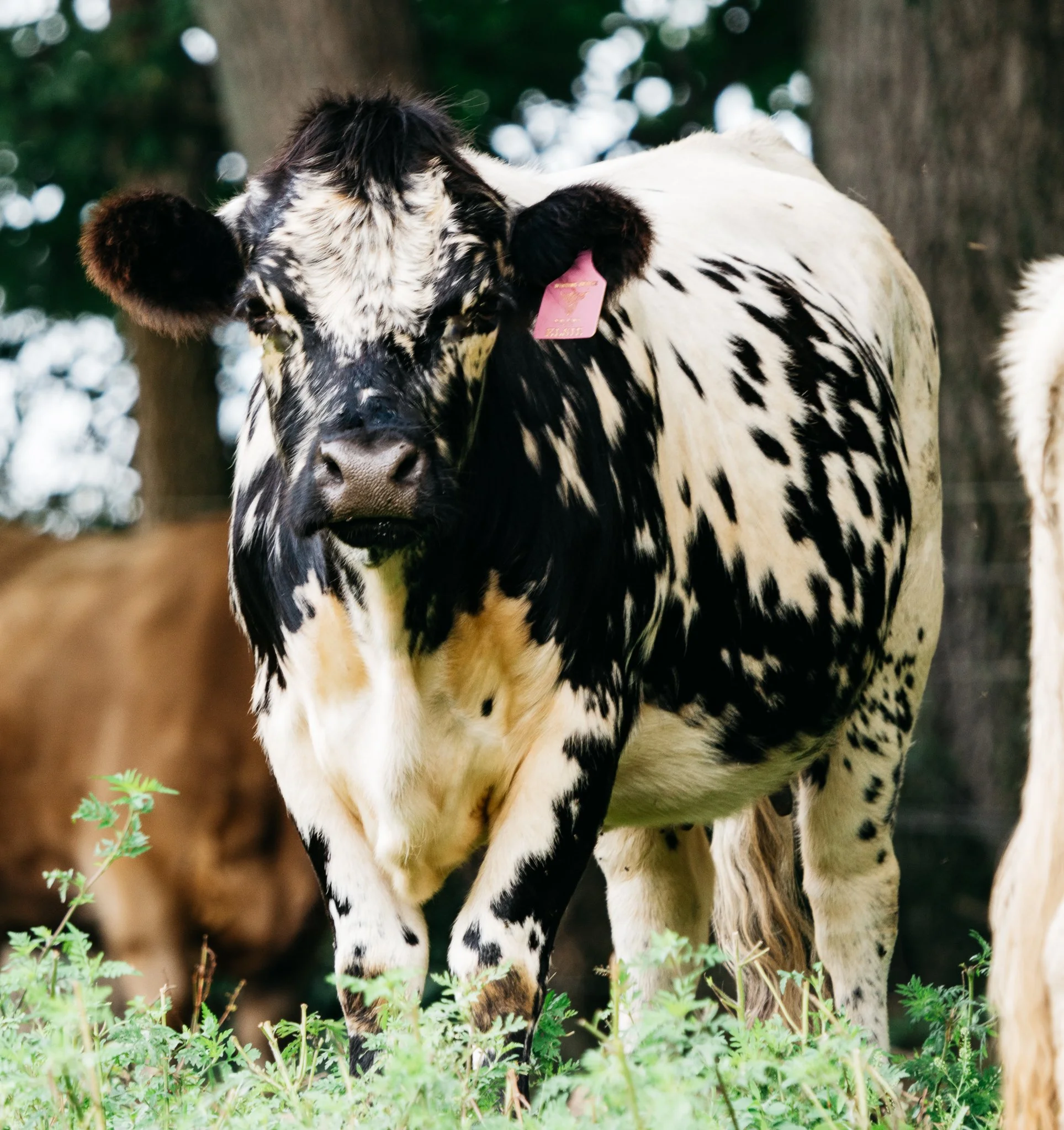 Young black and white speckled cow standing on dry grass outdoors with trees in the background.