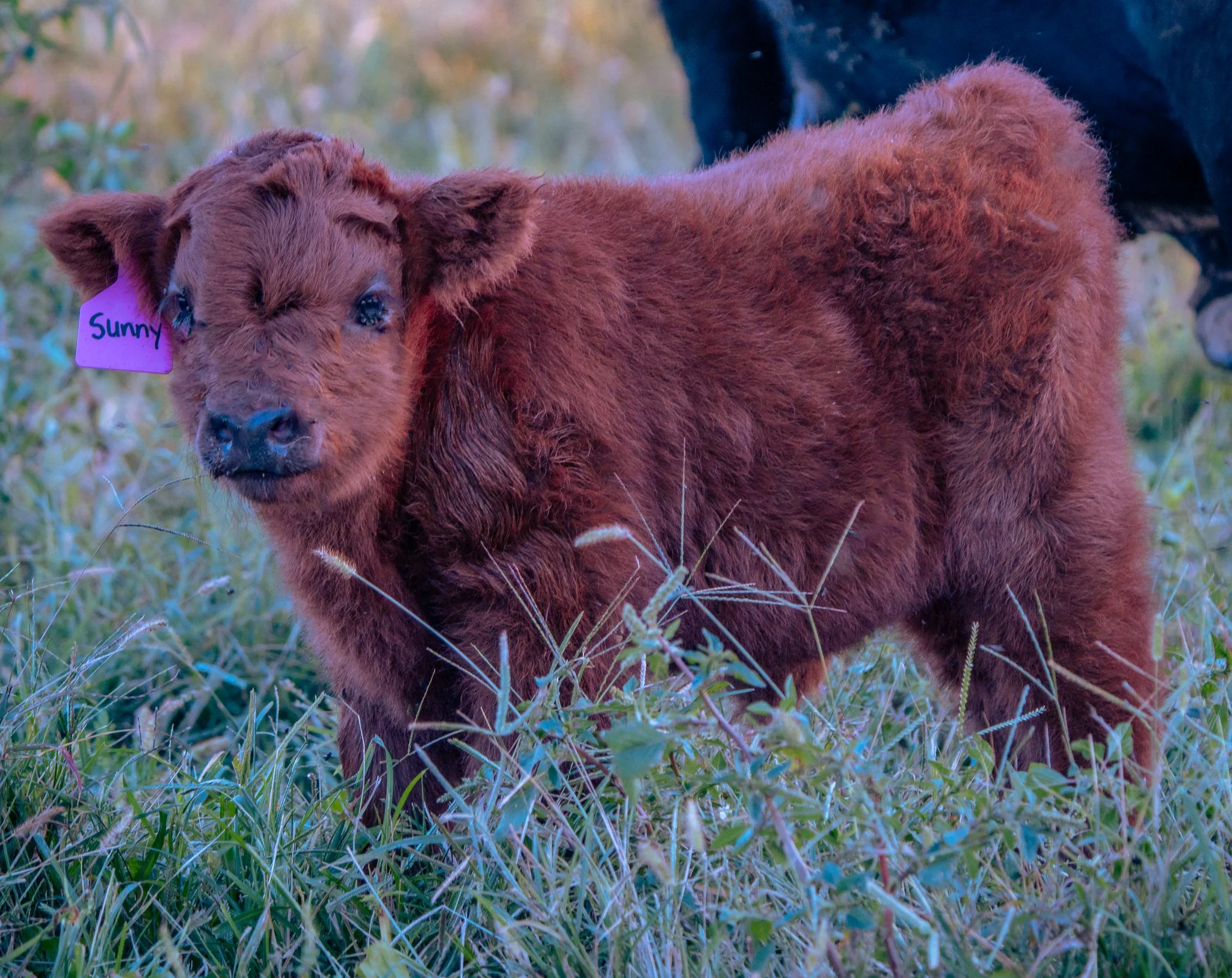 A brown calf with a pink ear tag that reads Sunny standing in green grass with a blurry background.