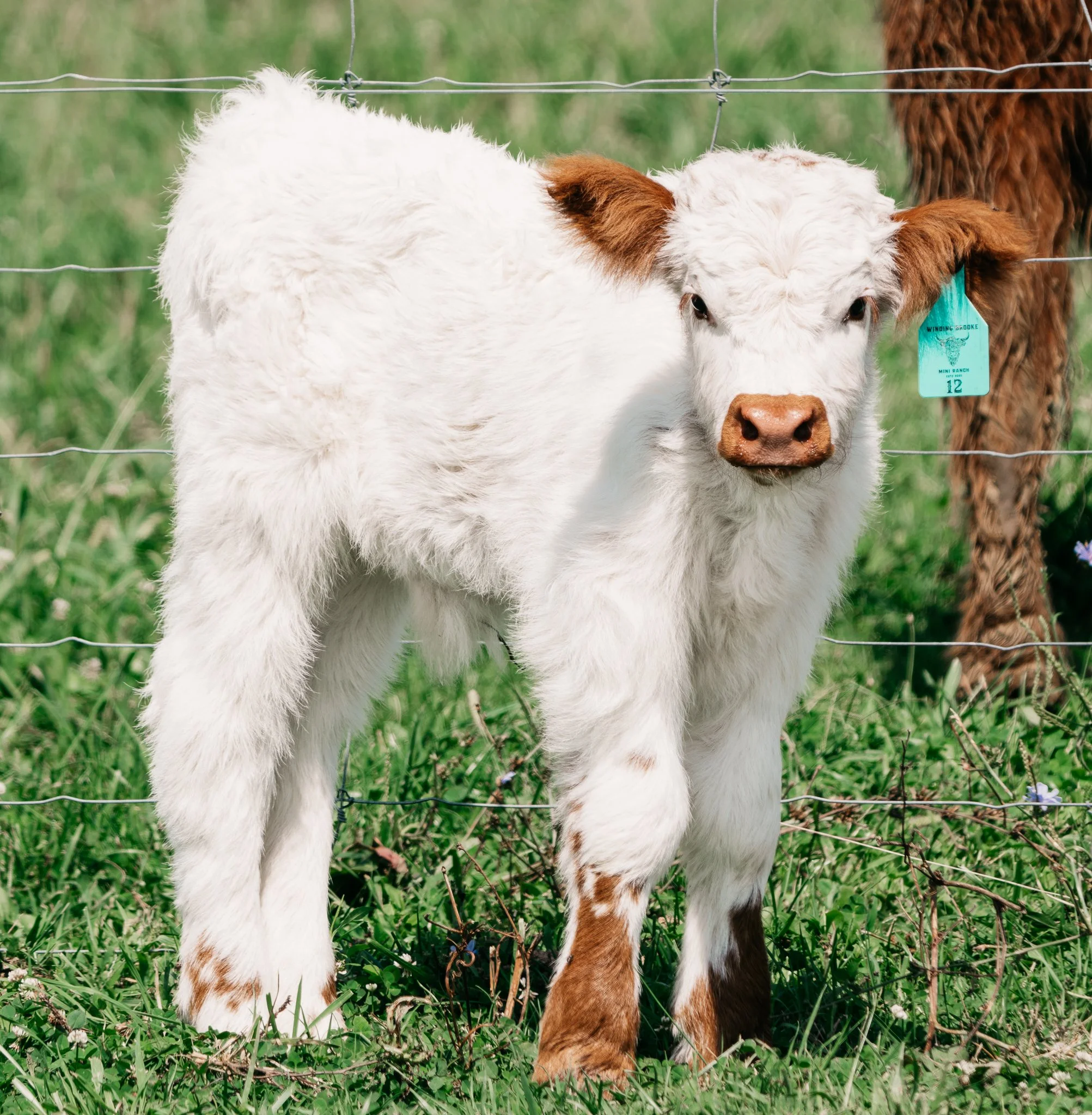 A white calf with brown ears standing behind a wire fence in a grassy field, with partially visible brown cow nearby.