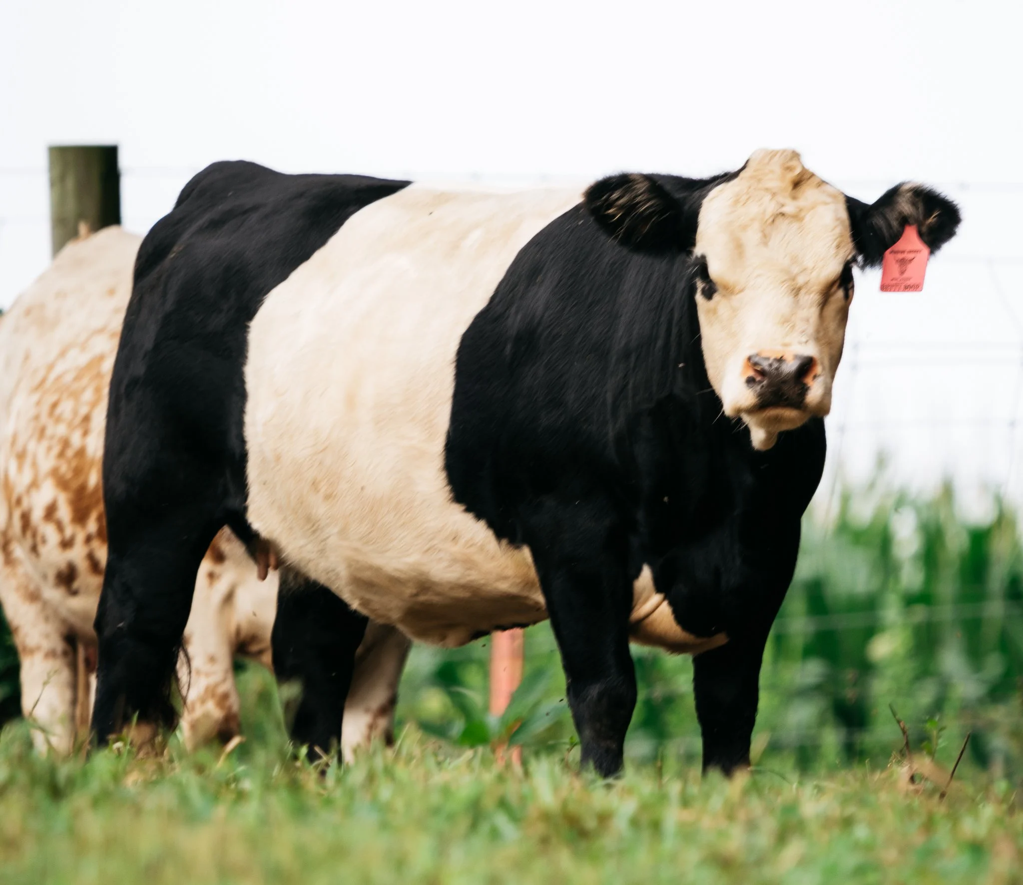 A young black and white calf standing in a grassy field, with a fence and other cows in the background.